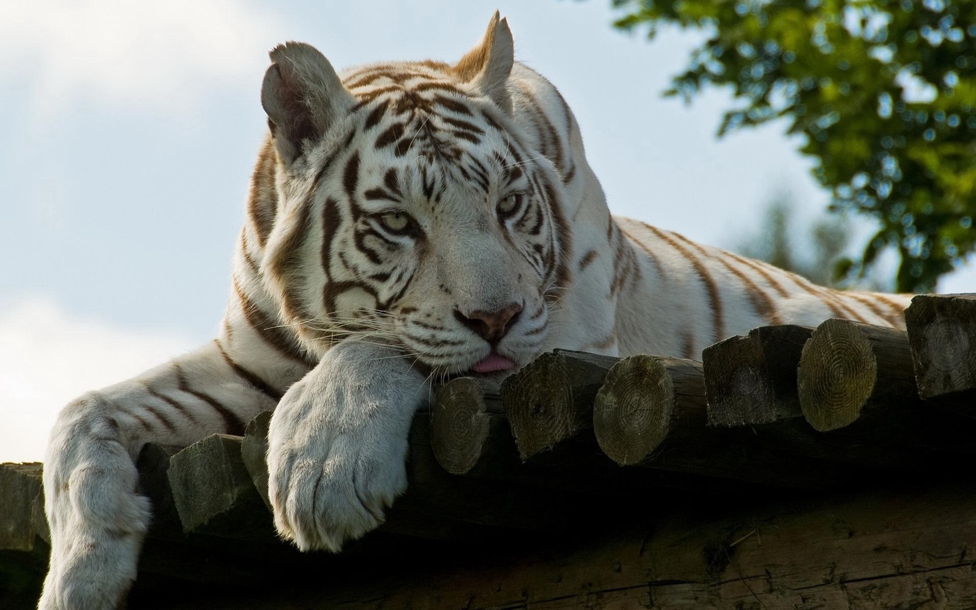 Weißer Tiger Full HD Wallpaper and Hintergrund 1920x1200 ID375394