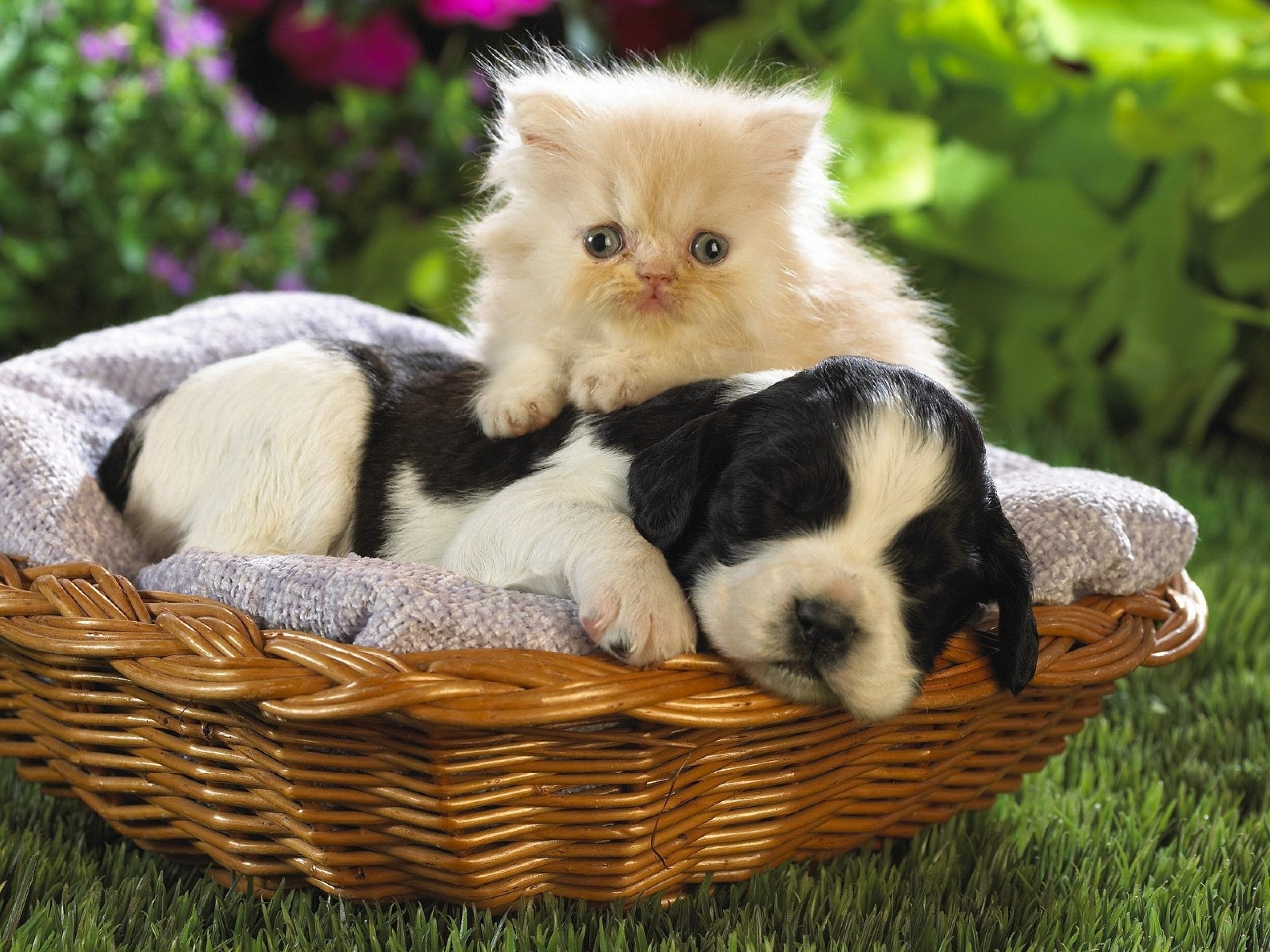Download Animal Cat & Dog HD Wallpaper