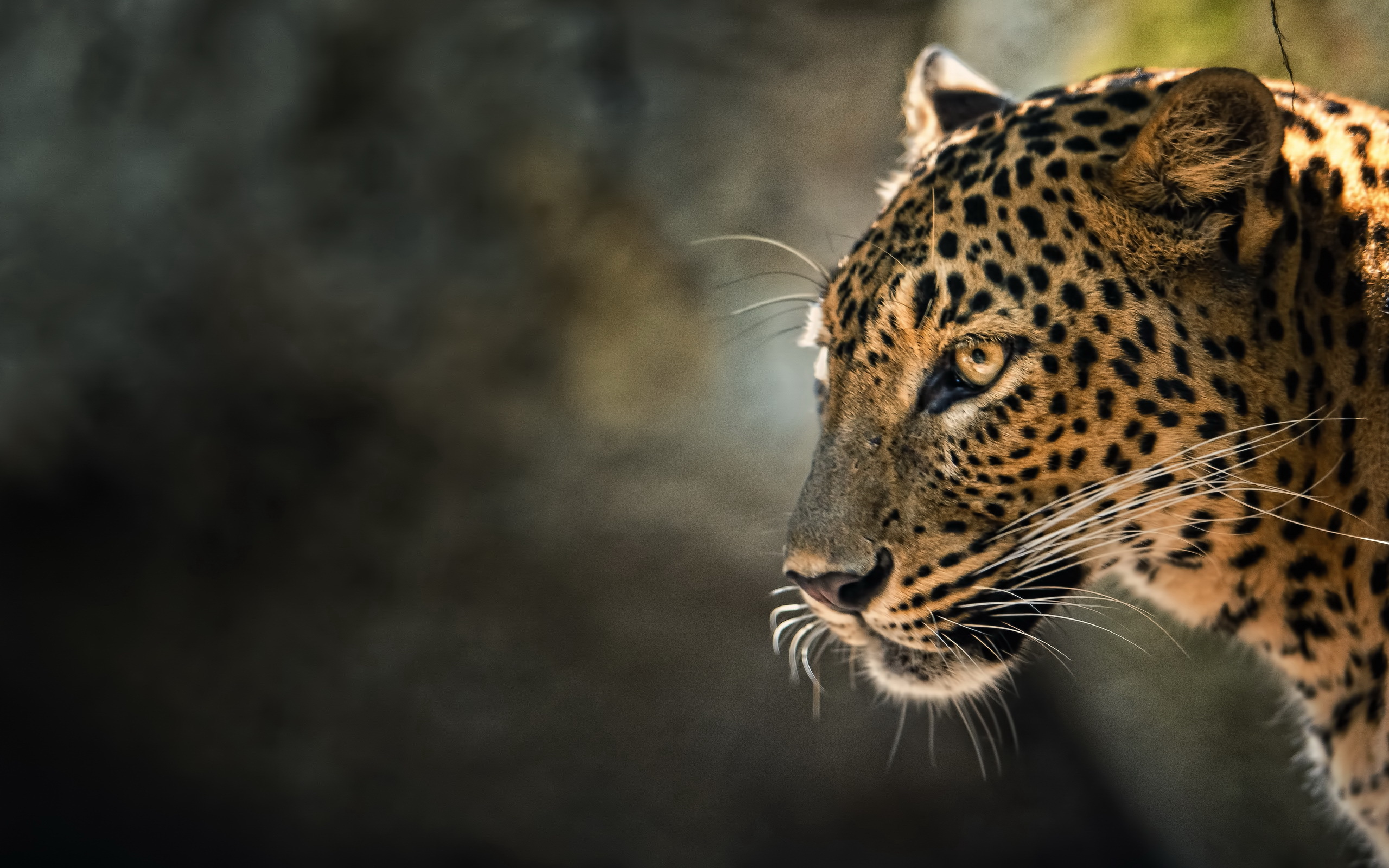 Leopard HD Wallpaper Background Image 2560x1600 ID