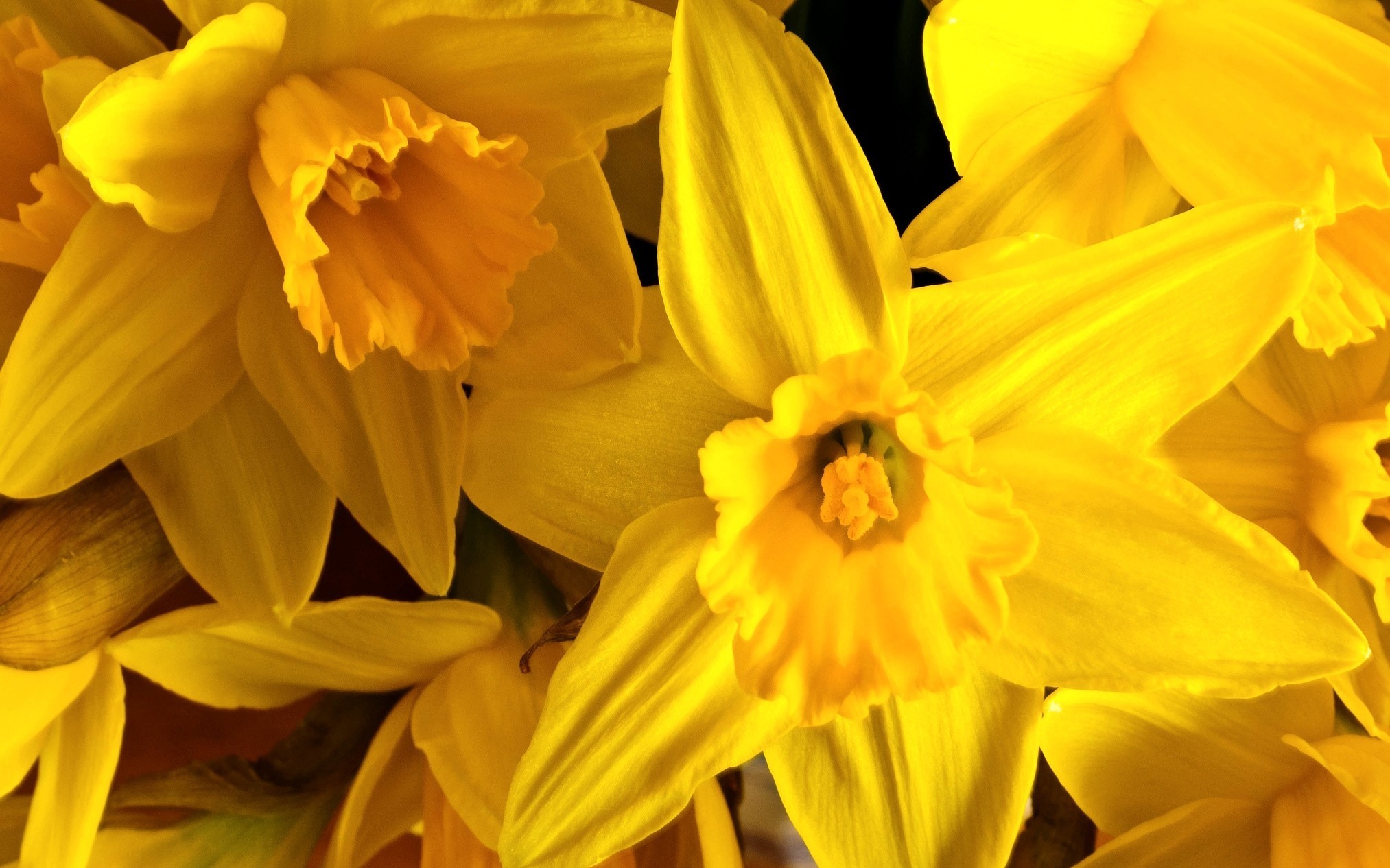 Daffodil HD Wallpaper Background Image 2026x1266