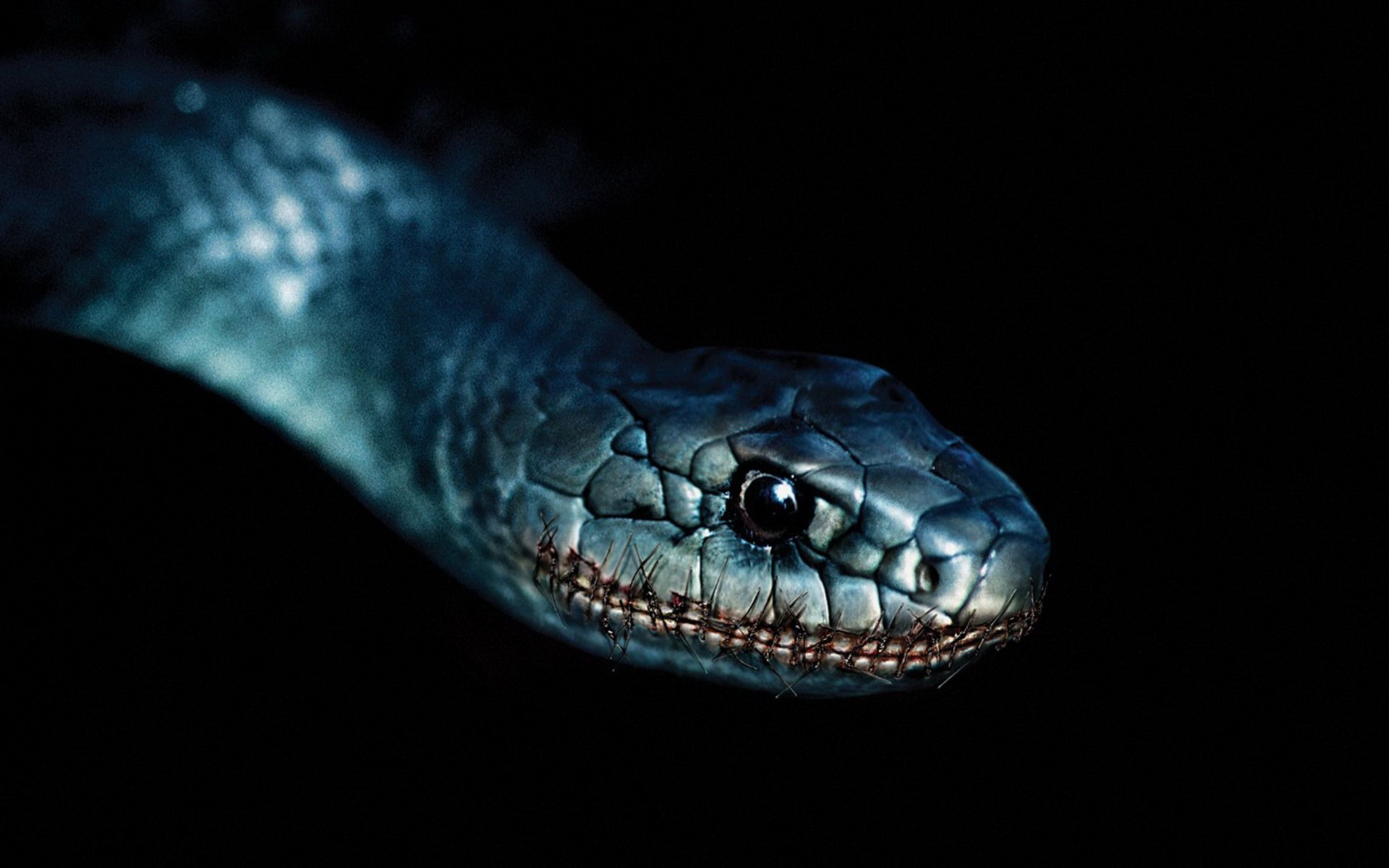 Black Mamba Snake Wallpaper