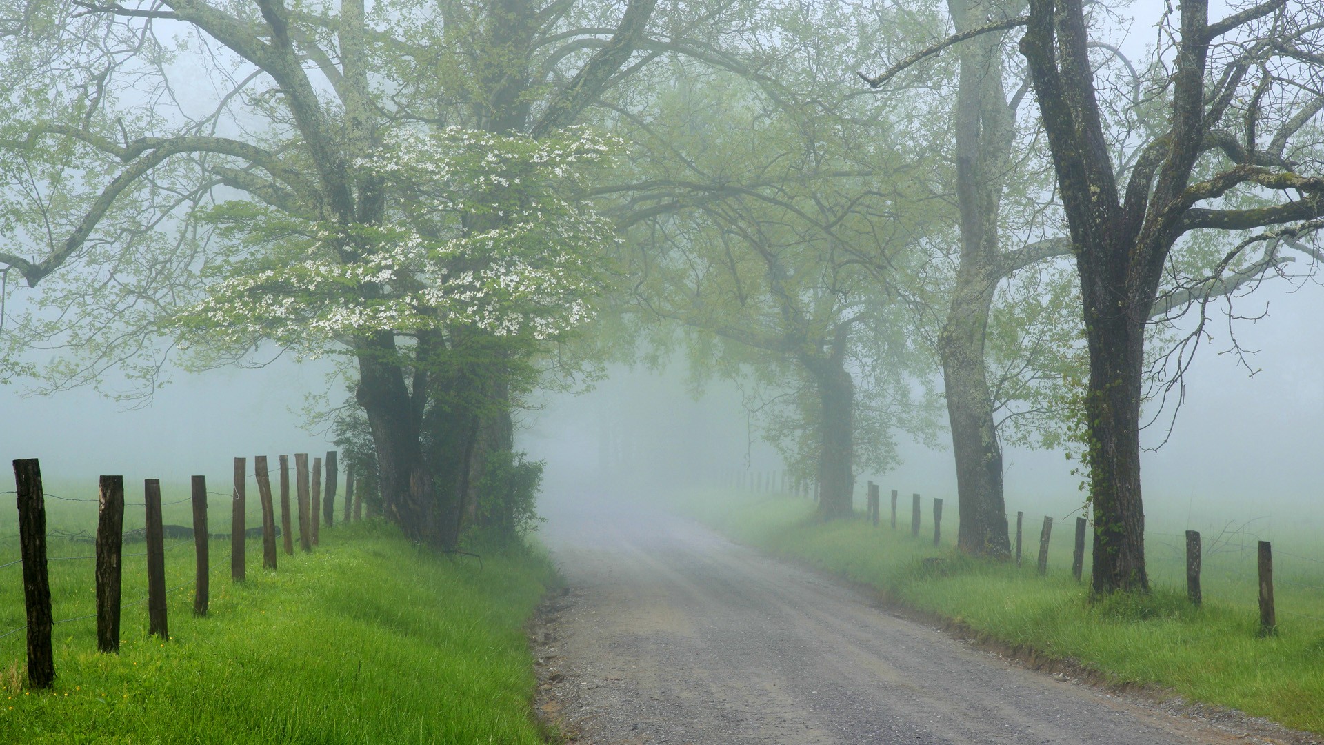 Serene Foggy Roadway An HD Wallpaper of Nature's Tranquility
