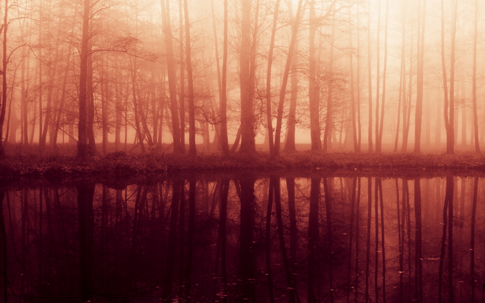 Nature Forest Wallpaper