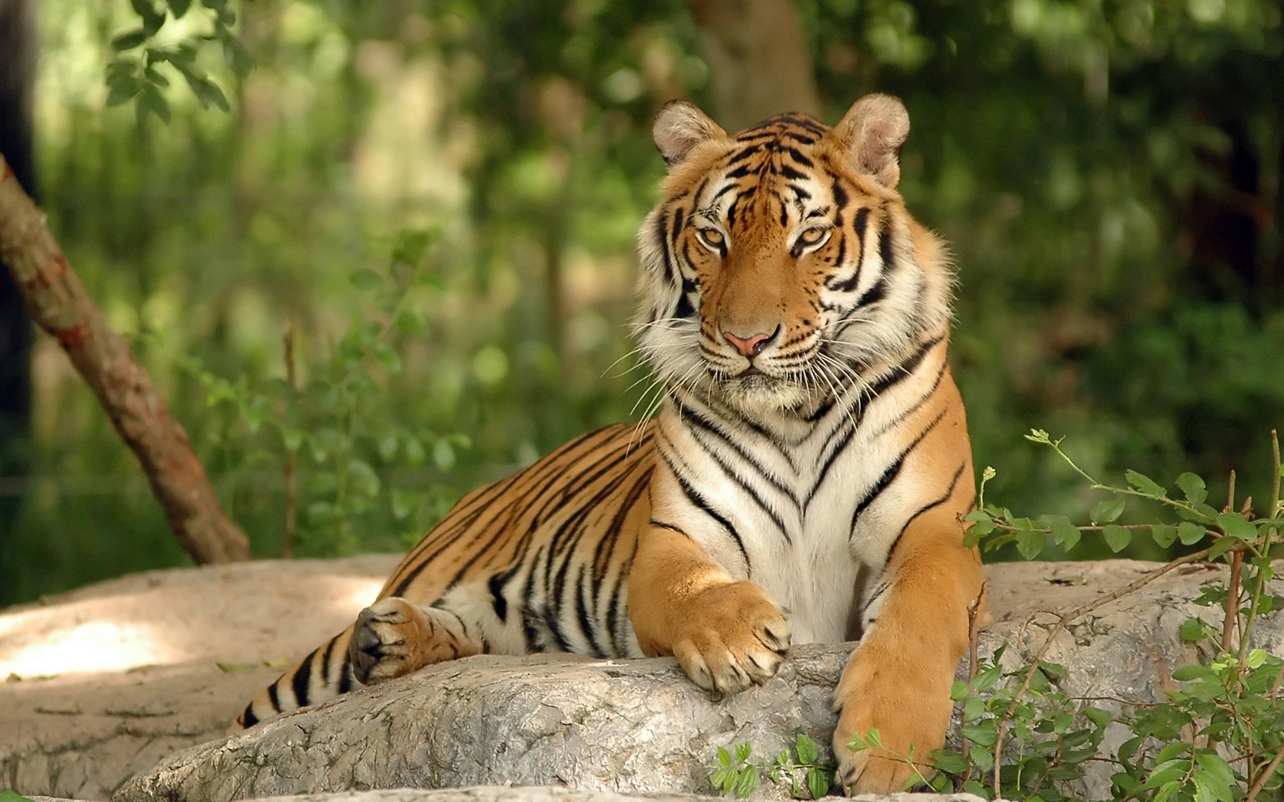 Majestic Tiger HD Wallpaper A Glimpse into Nature's Beauty