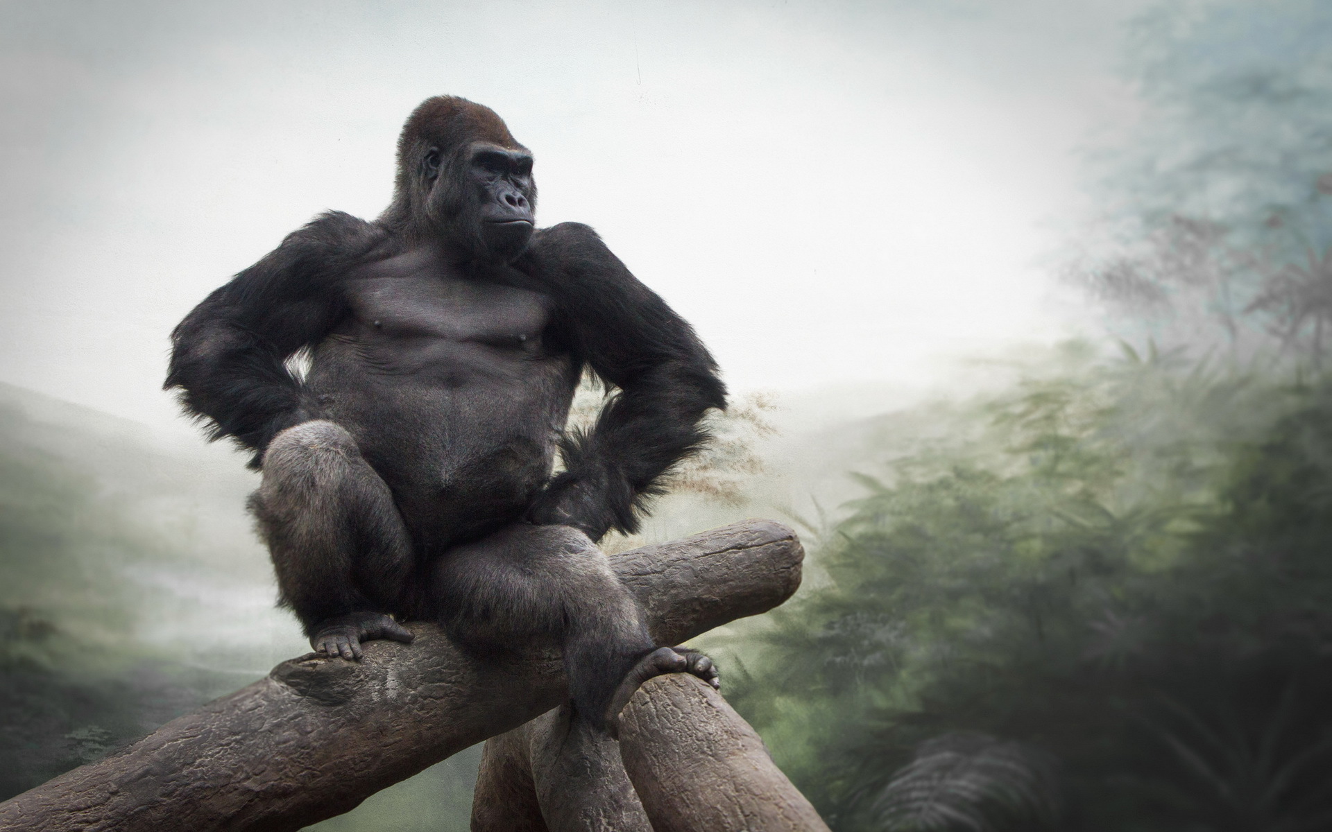 Majestic Gorilla A Stunning HD Wallpaper