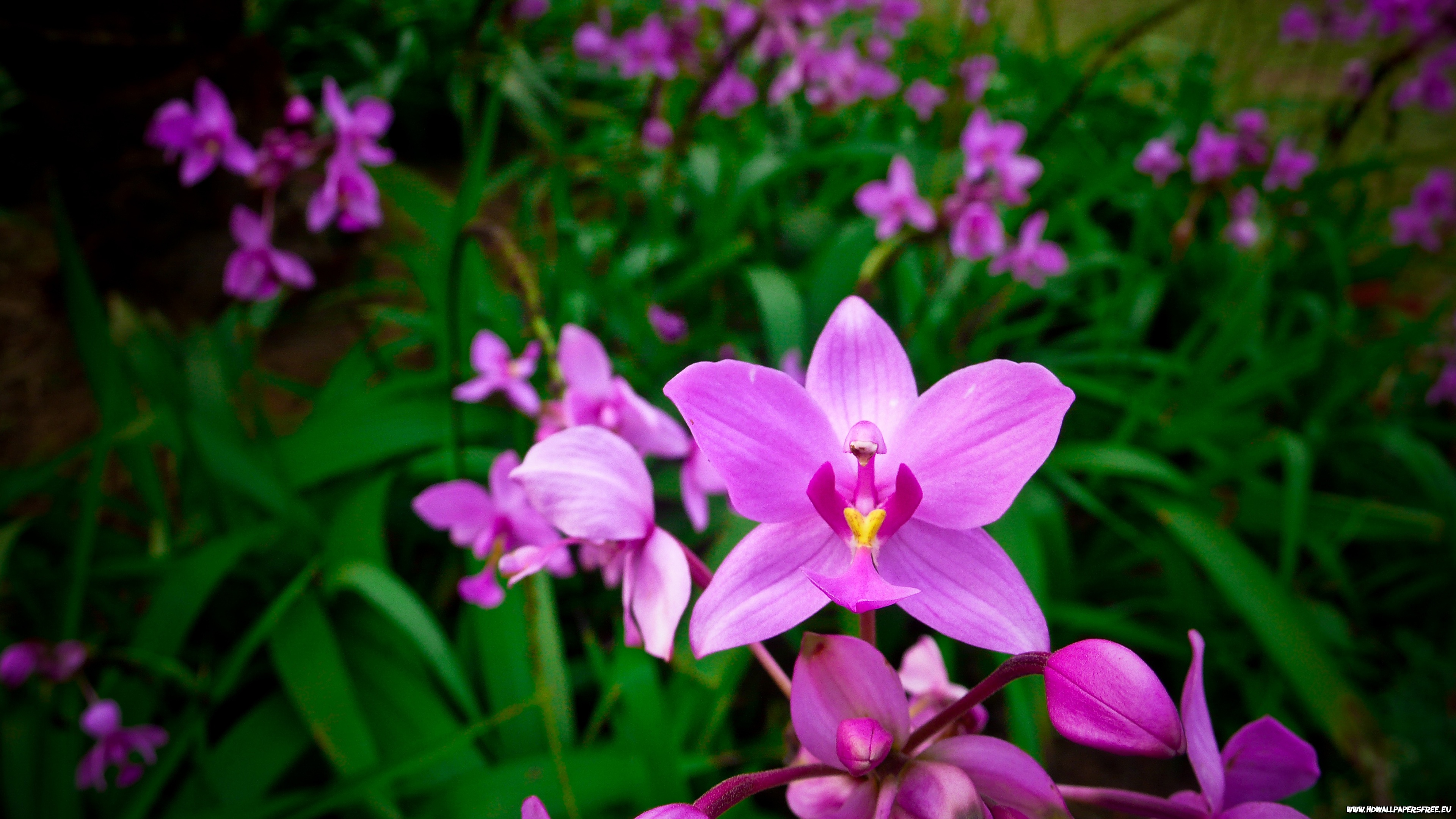 Orchid 4k Ultra HD Wallpaper and Background Image 3840x2160 ID392881