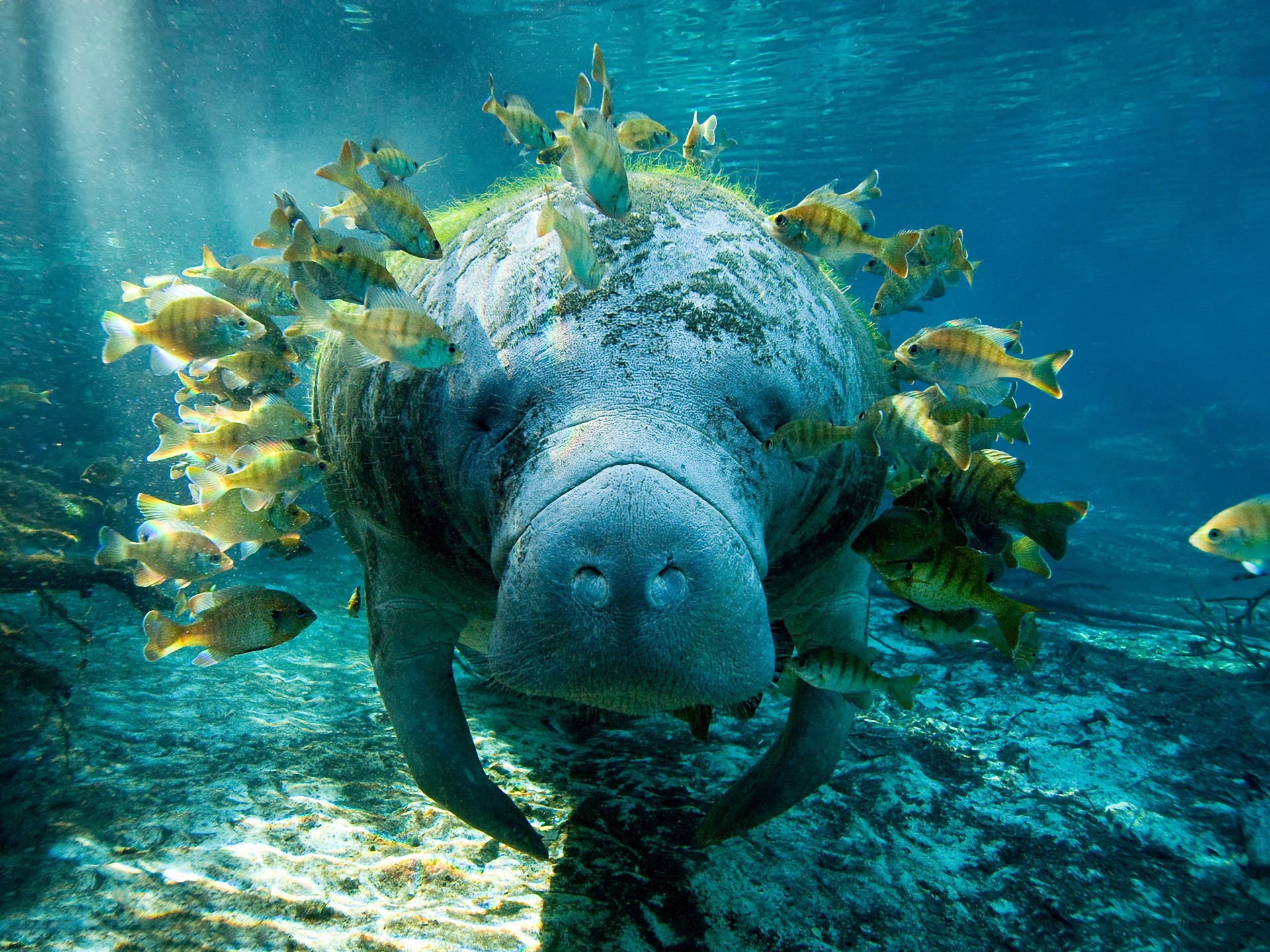 Manatee HD Wallpaper Background Image 1920x1440 ID