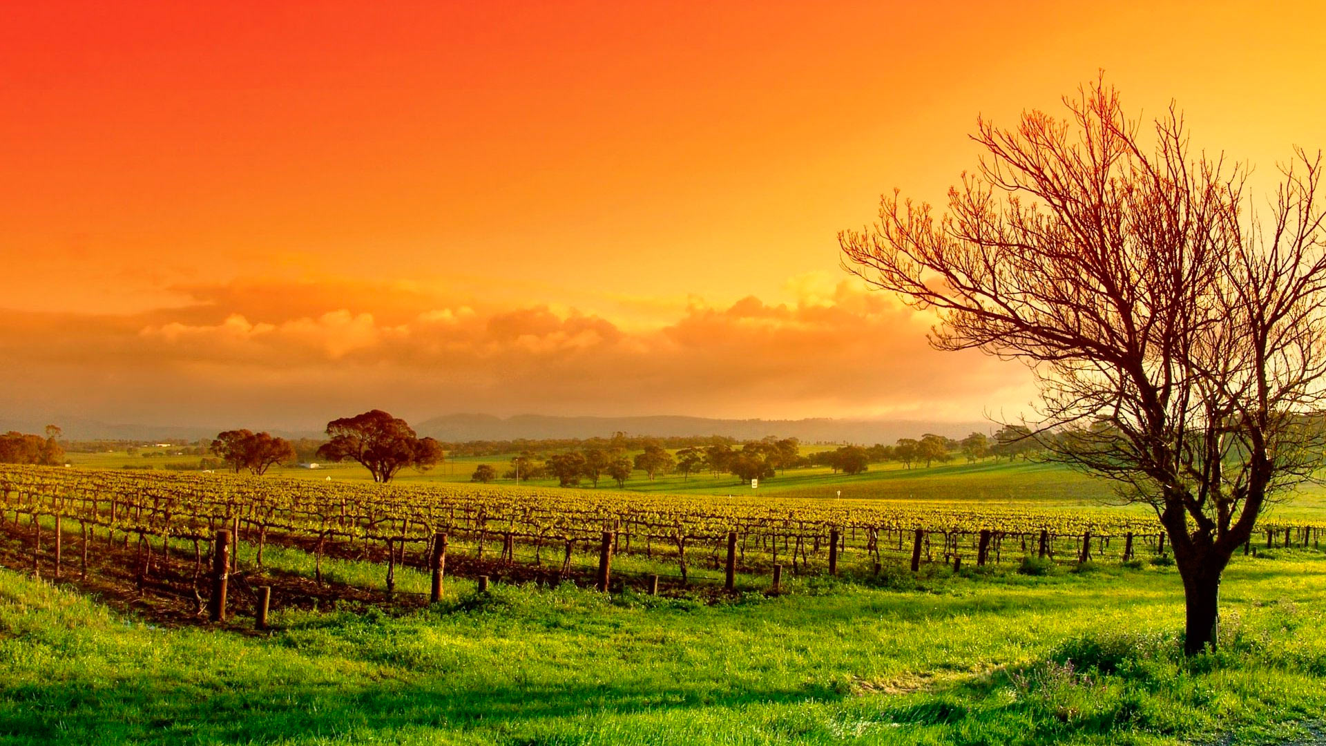 Sunset on a vineyard HD Wallpaper Background Image