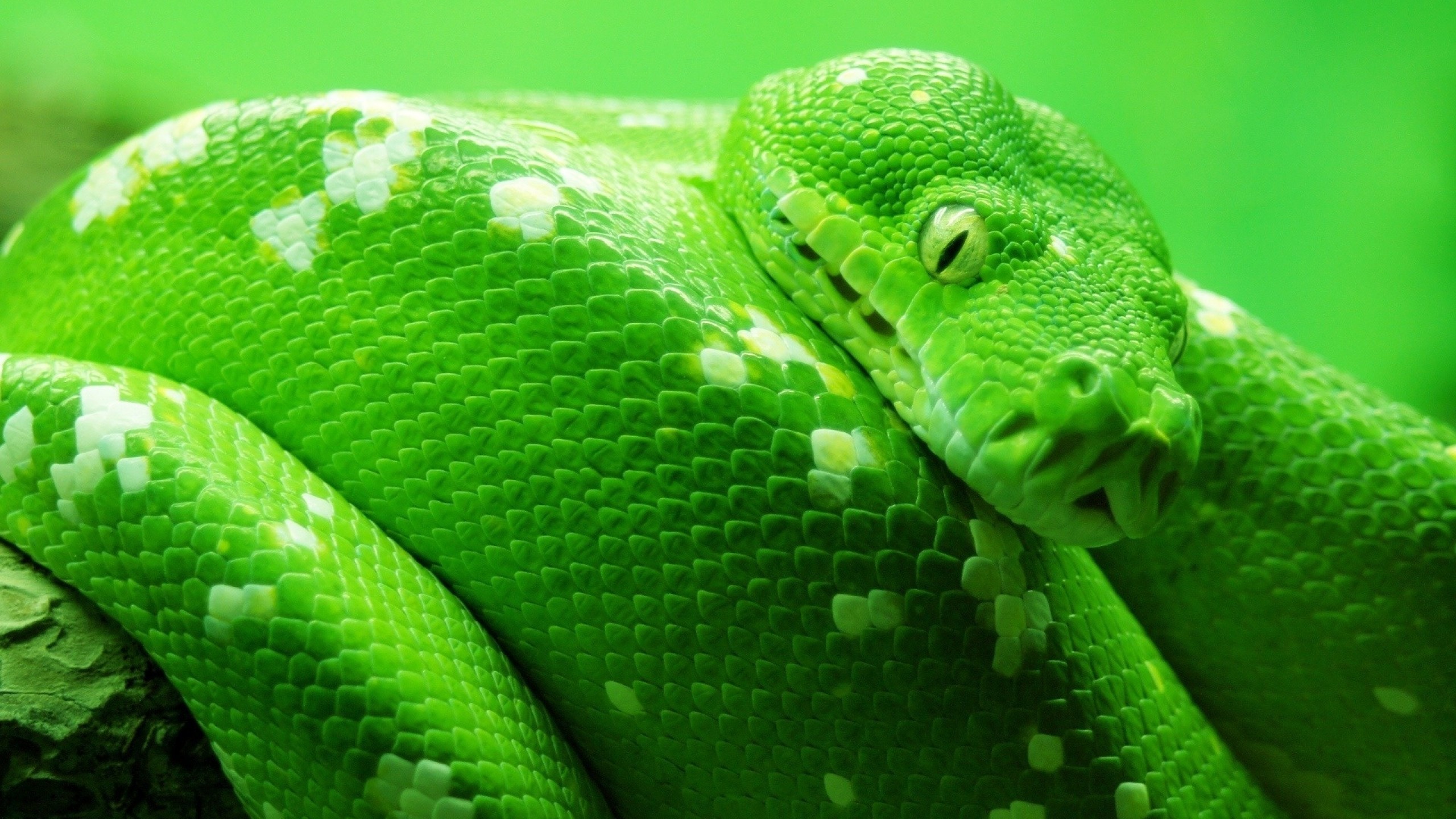 Stunning HD Wallpaper of a Green Python