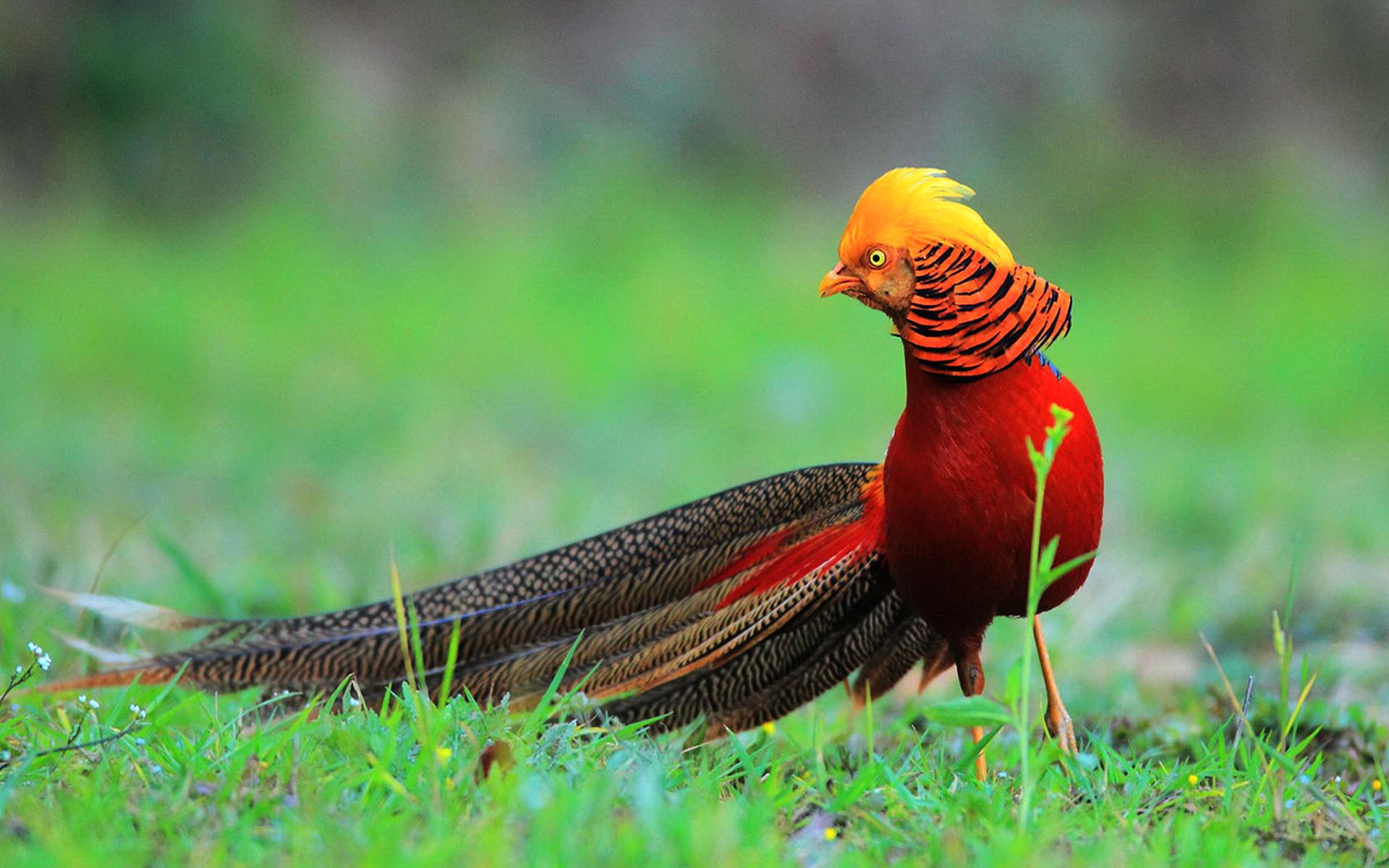 Golden Pheasant HD Wallpaper Background Image 1920x1200