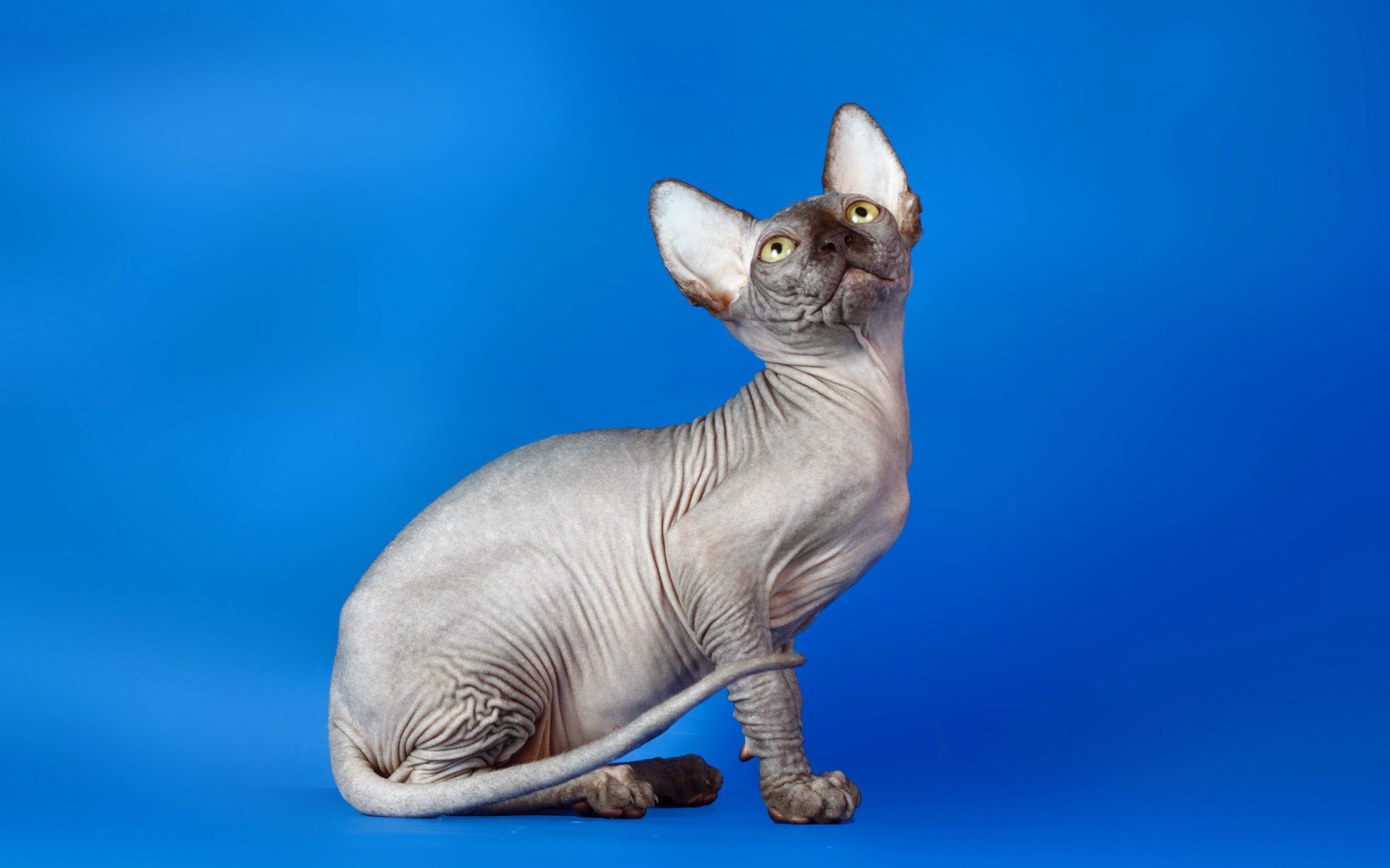 A Hairless Sphynx Cat HD Wallpaper Background