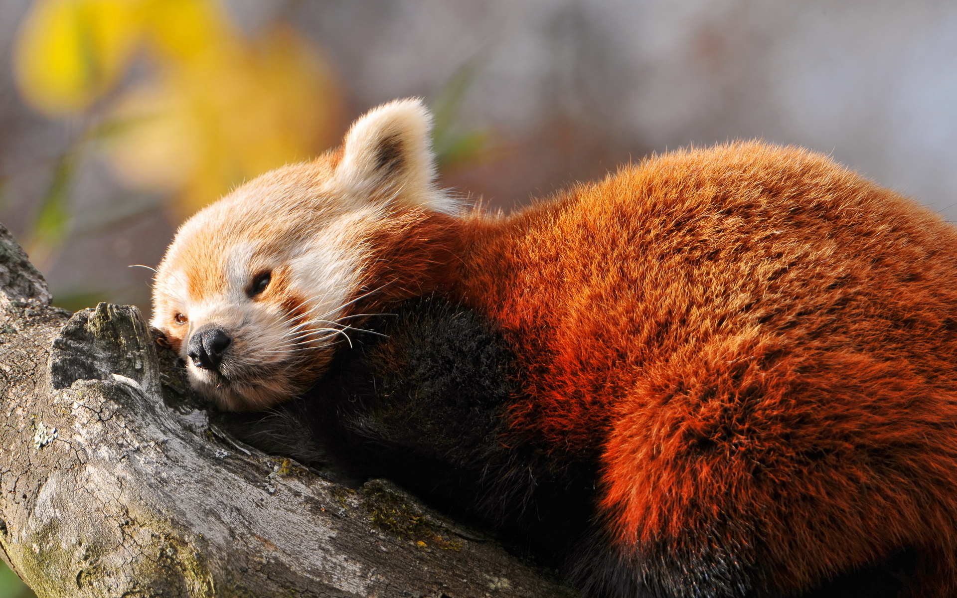 Download Animal Red Panda HD Wallpaper