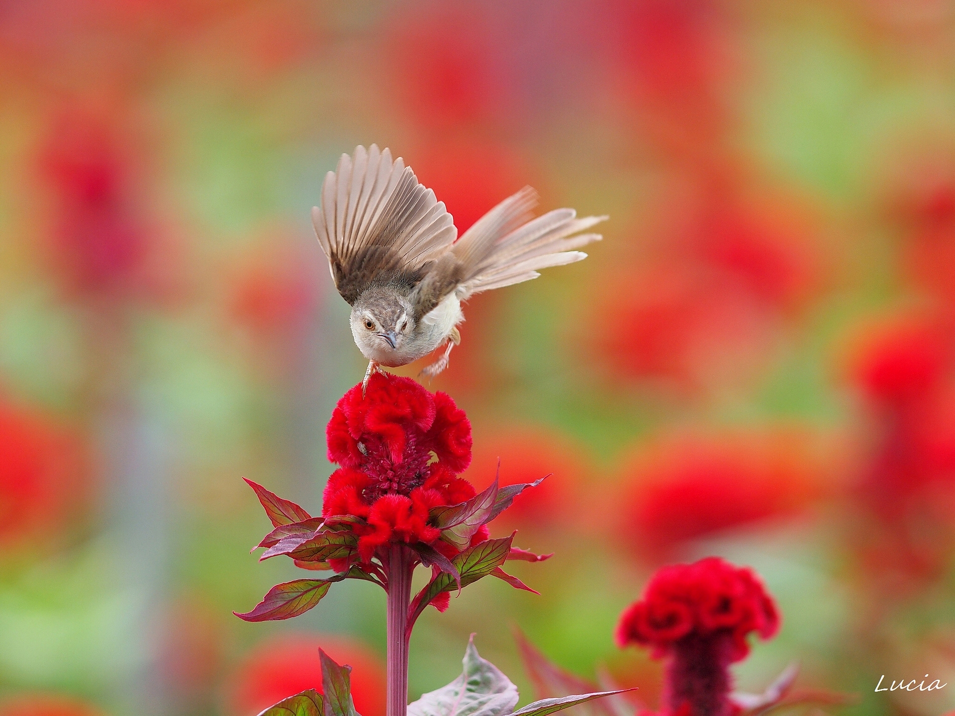 Vibrant Bird in Bloom HD Wallpaper for Nature Lovers