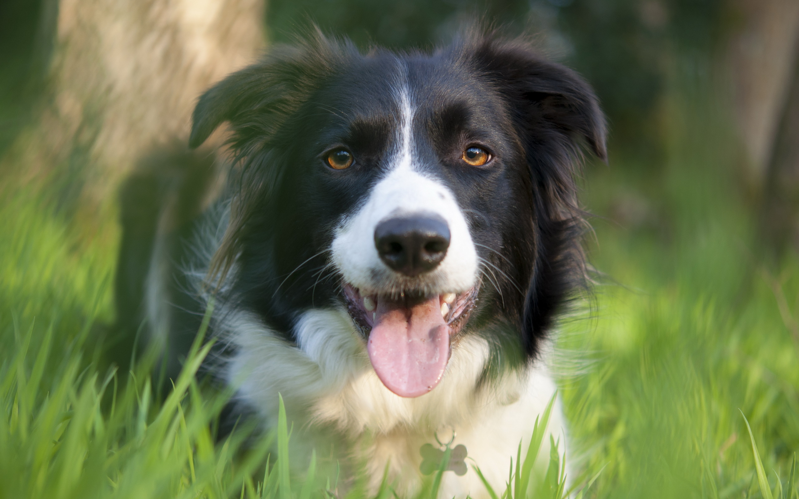 Border Collie Full HD Wallpaper and Background Image 2560x1600 ID