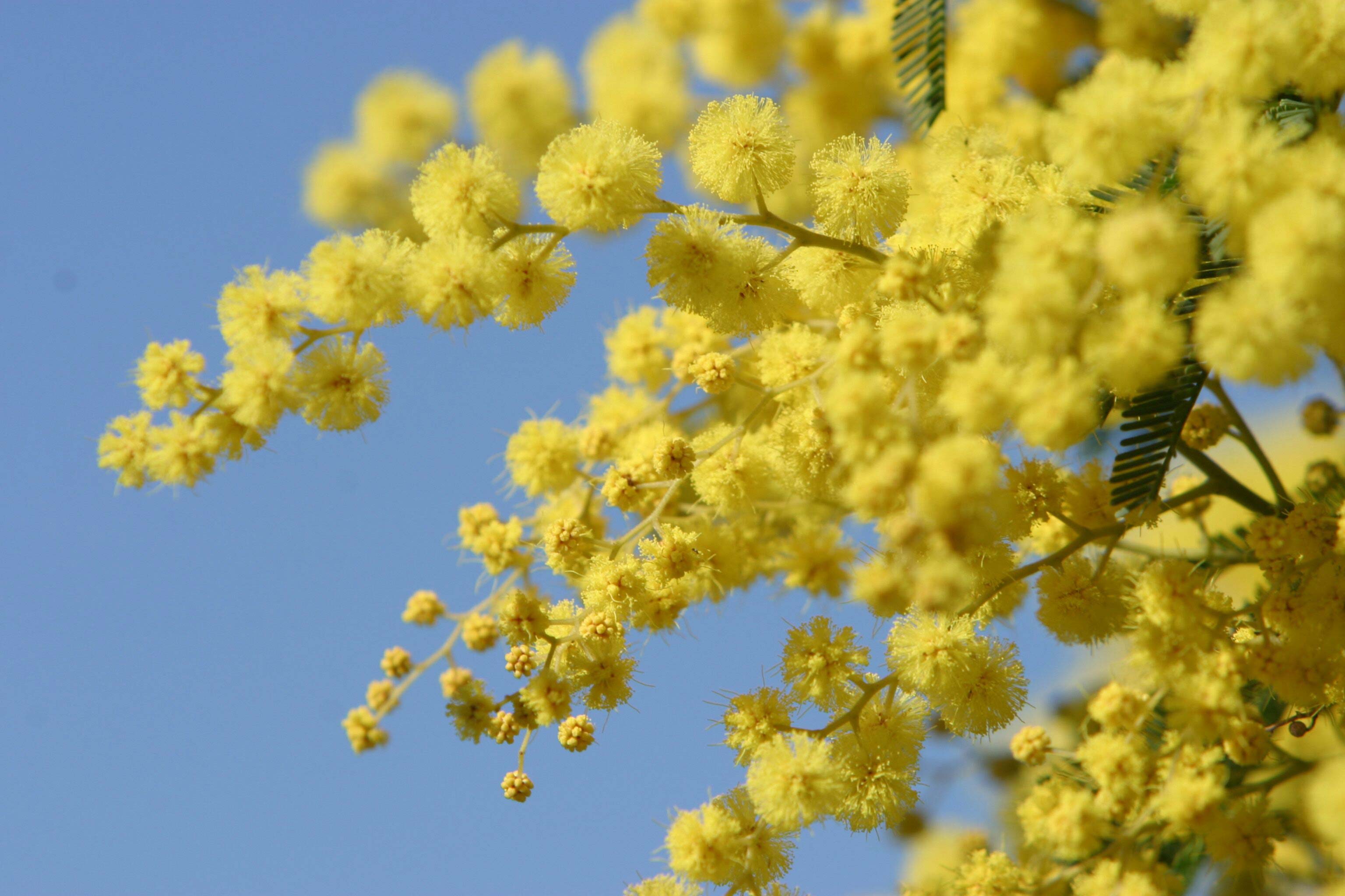 Golden Wattle Full HD Wallpaper and Background Image 3072x2048 ID