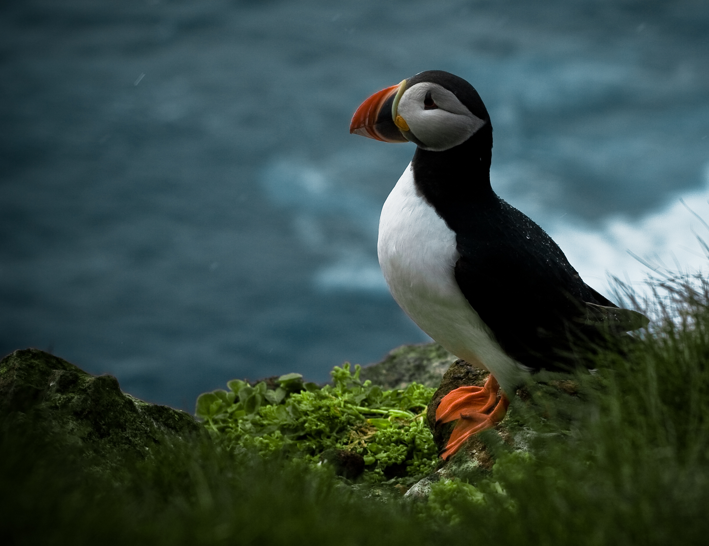 Puffin Computer Wallpapers, Desktop Backgrounds