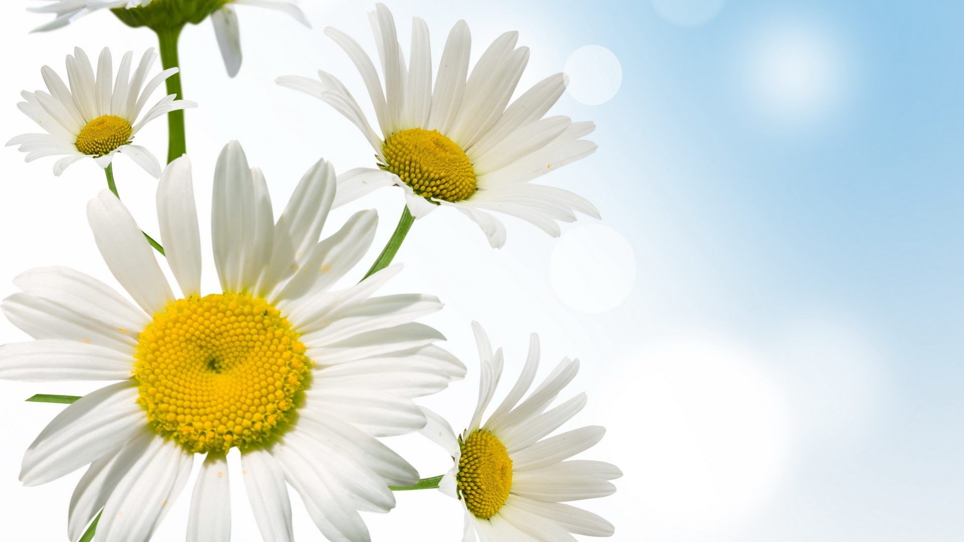 Daisy Full HD Wallpaper and Background 1920x1080 ID407874