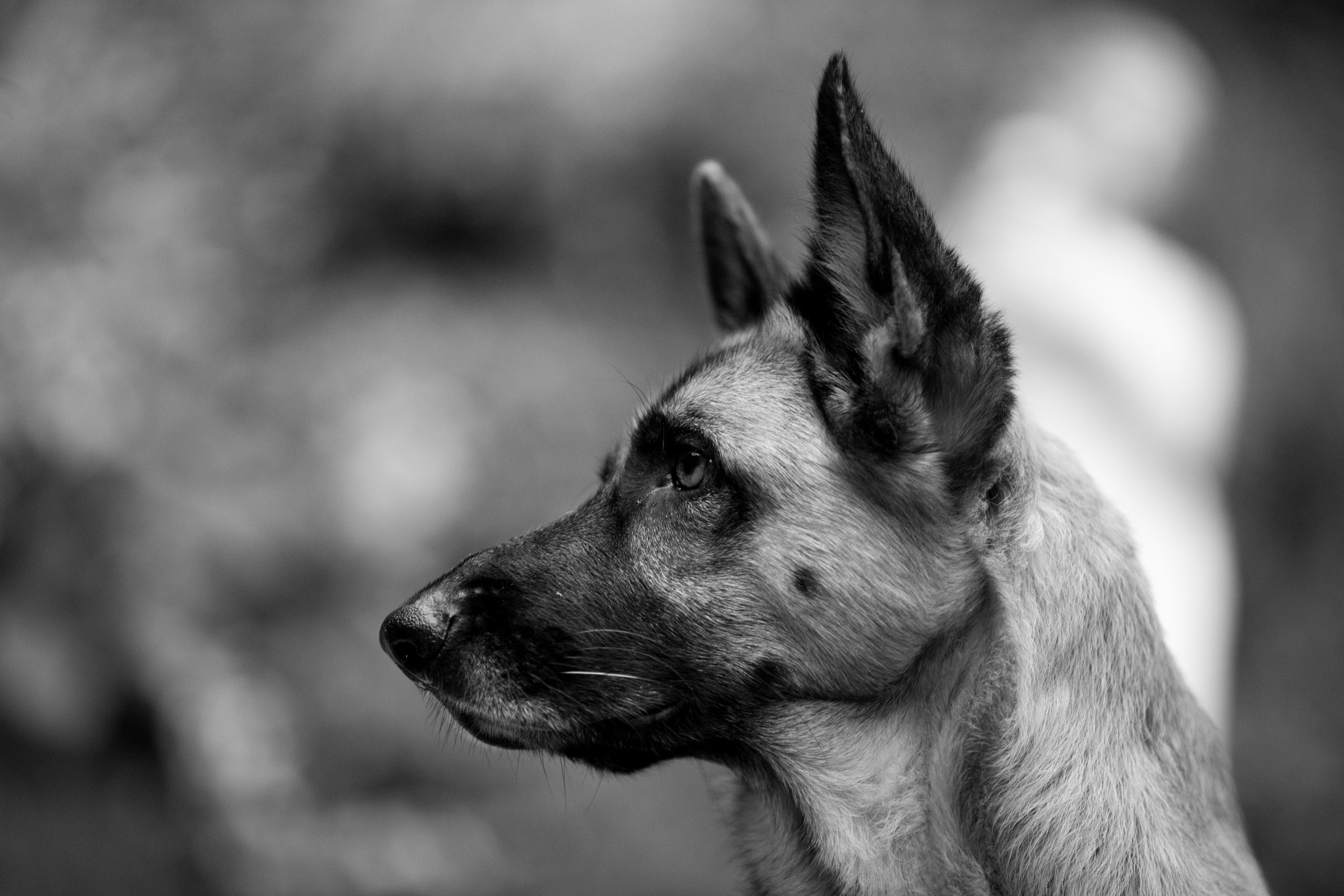 German Shepherd HD Wallpaper