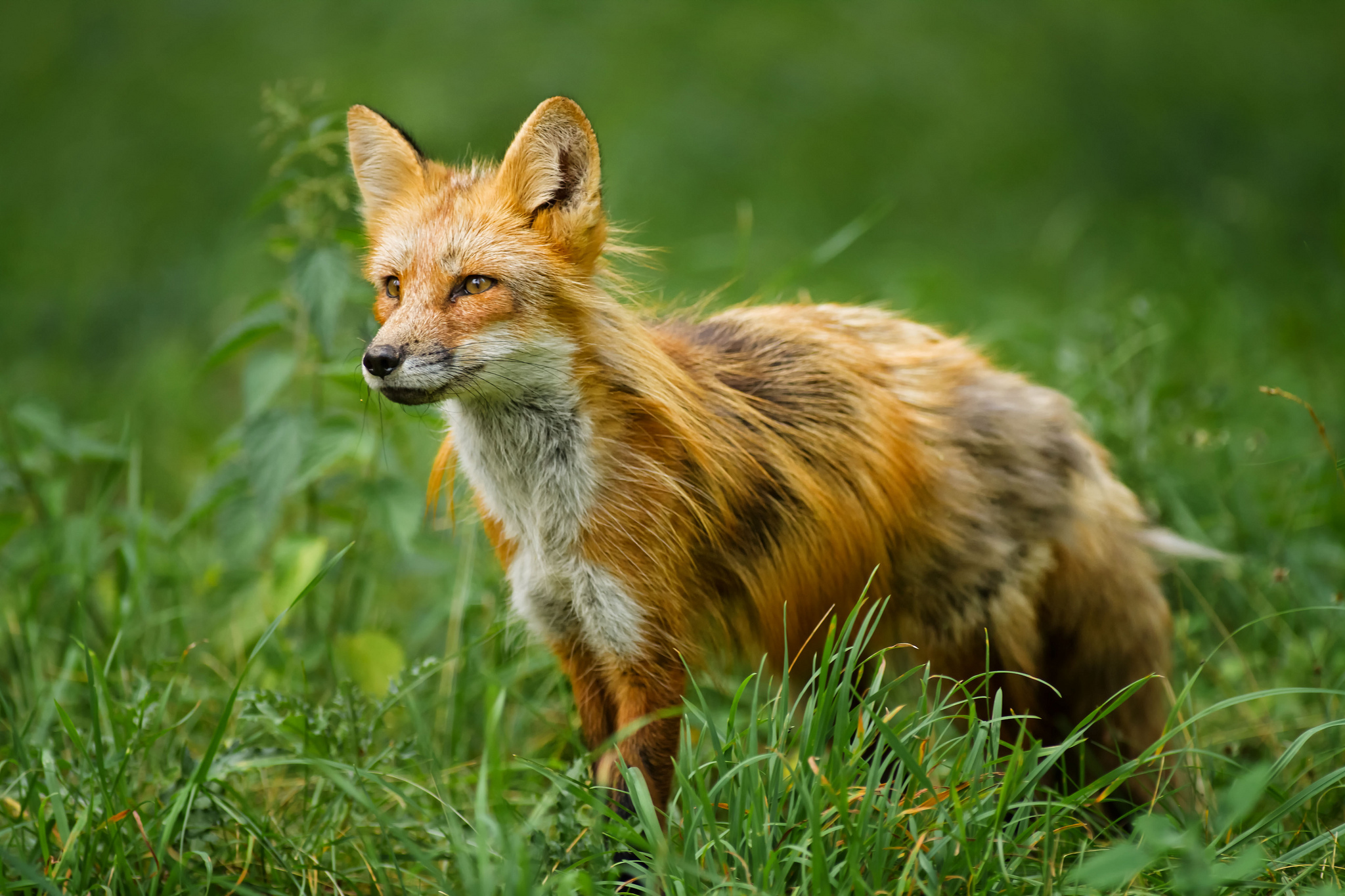 Fox Full HD Wallpaper and Background 2048x1365 ID409516