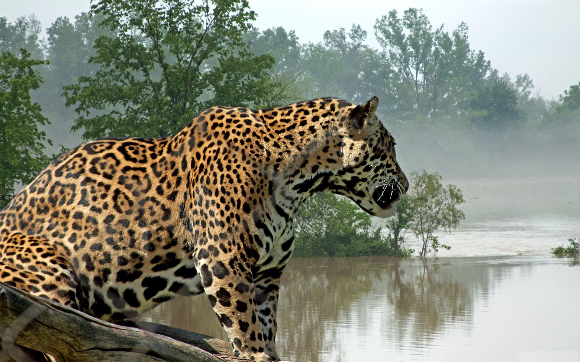 Jaguar Computer Wallpapers, Desktop Backgrounds