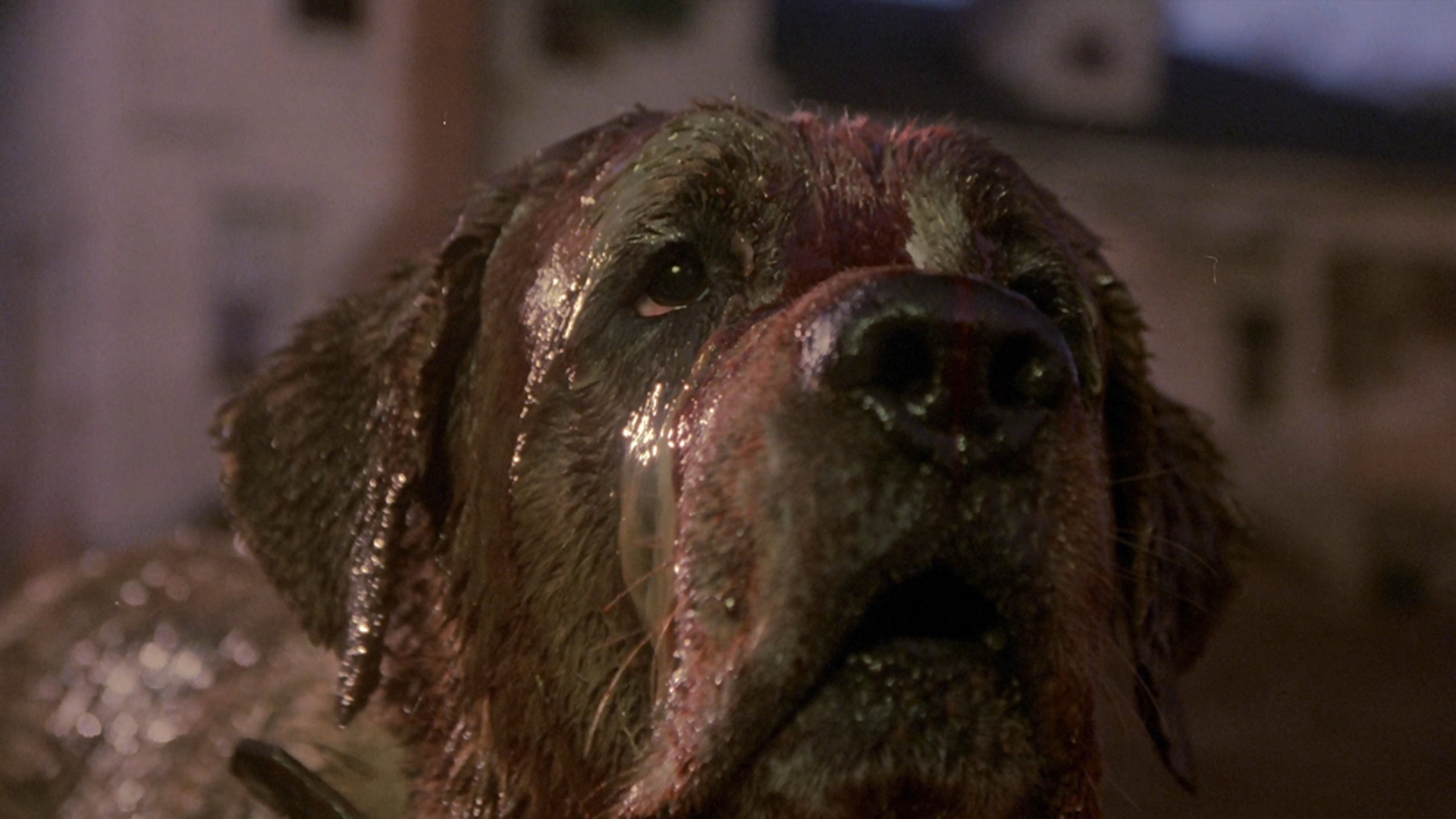 Cujo HD Wallpaper Background Image 1920x1080 ID