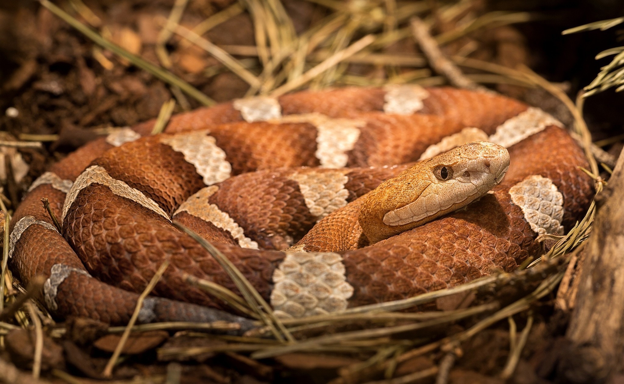 Copperhead Snake HD Wallpaper by Thomas Kruger