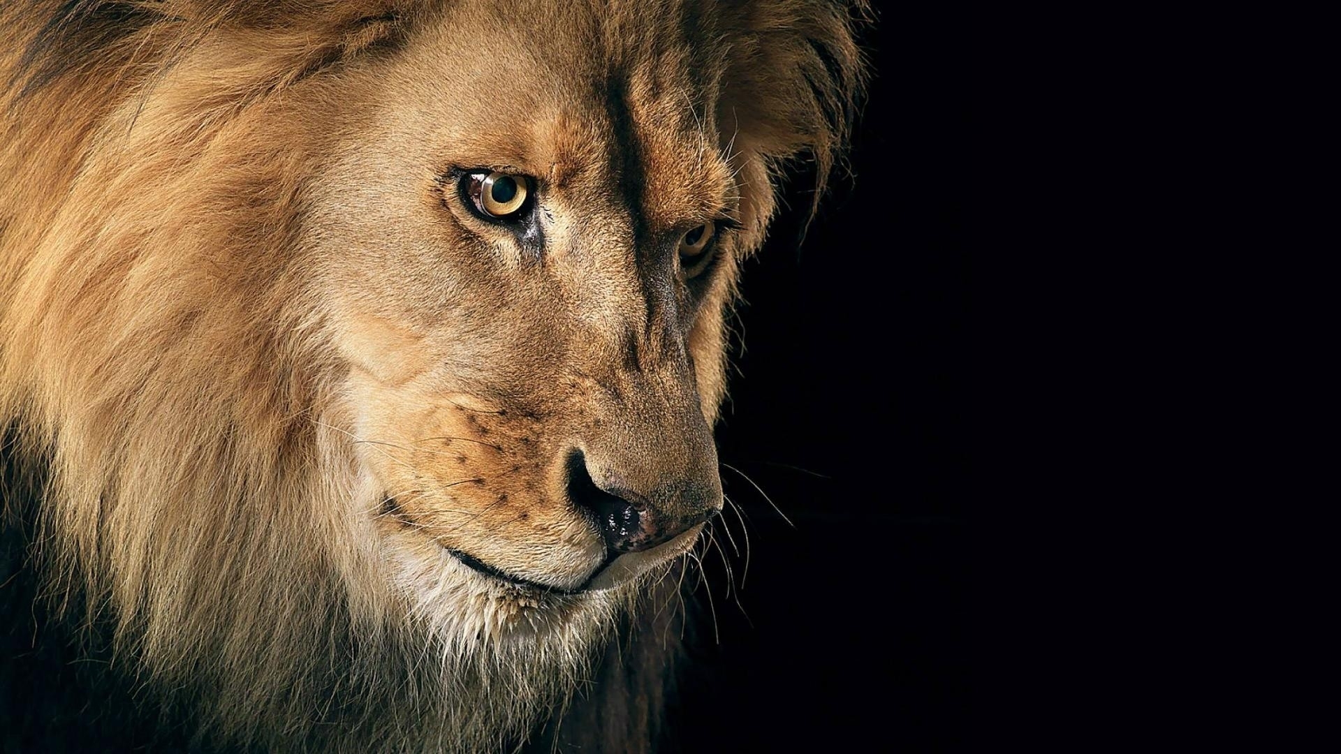 Download Animal Lion HD Wallpaper