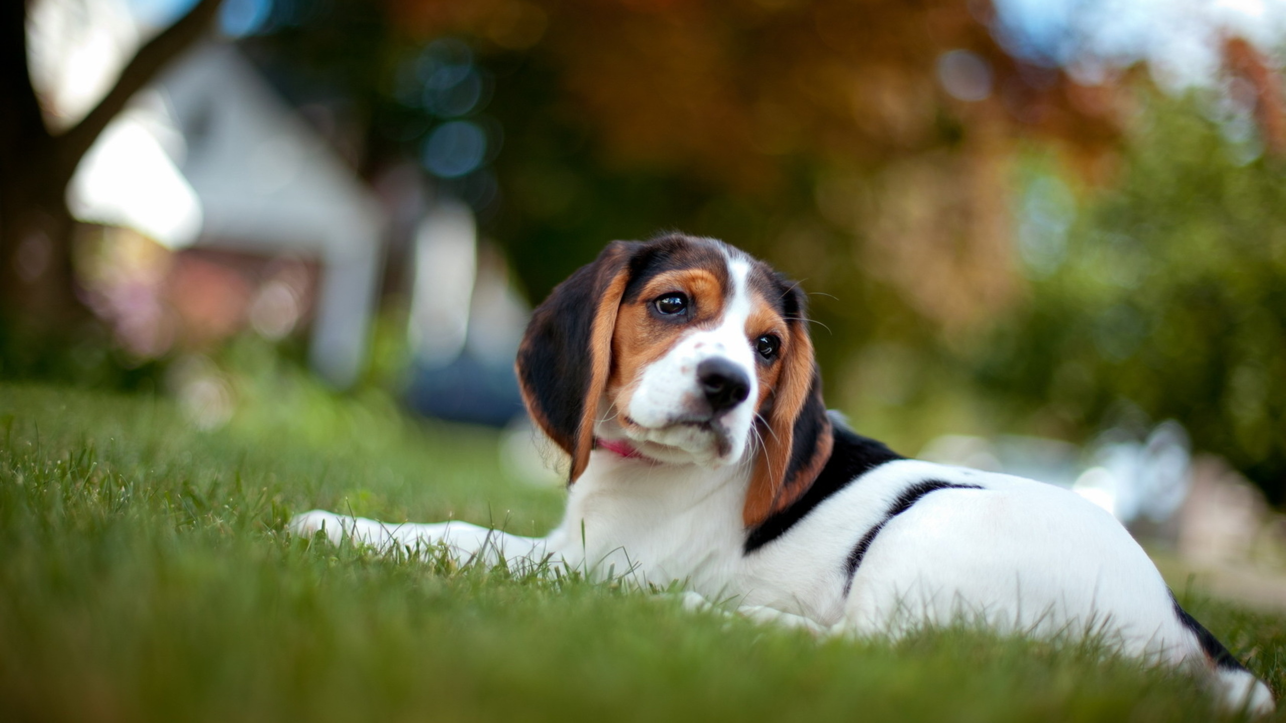Beagles Dog Wallpaper