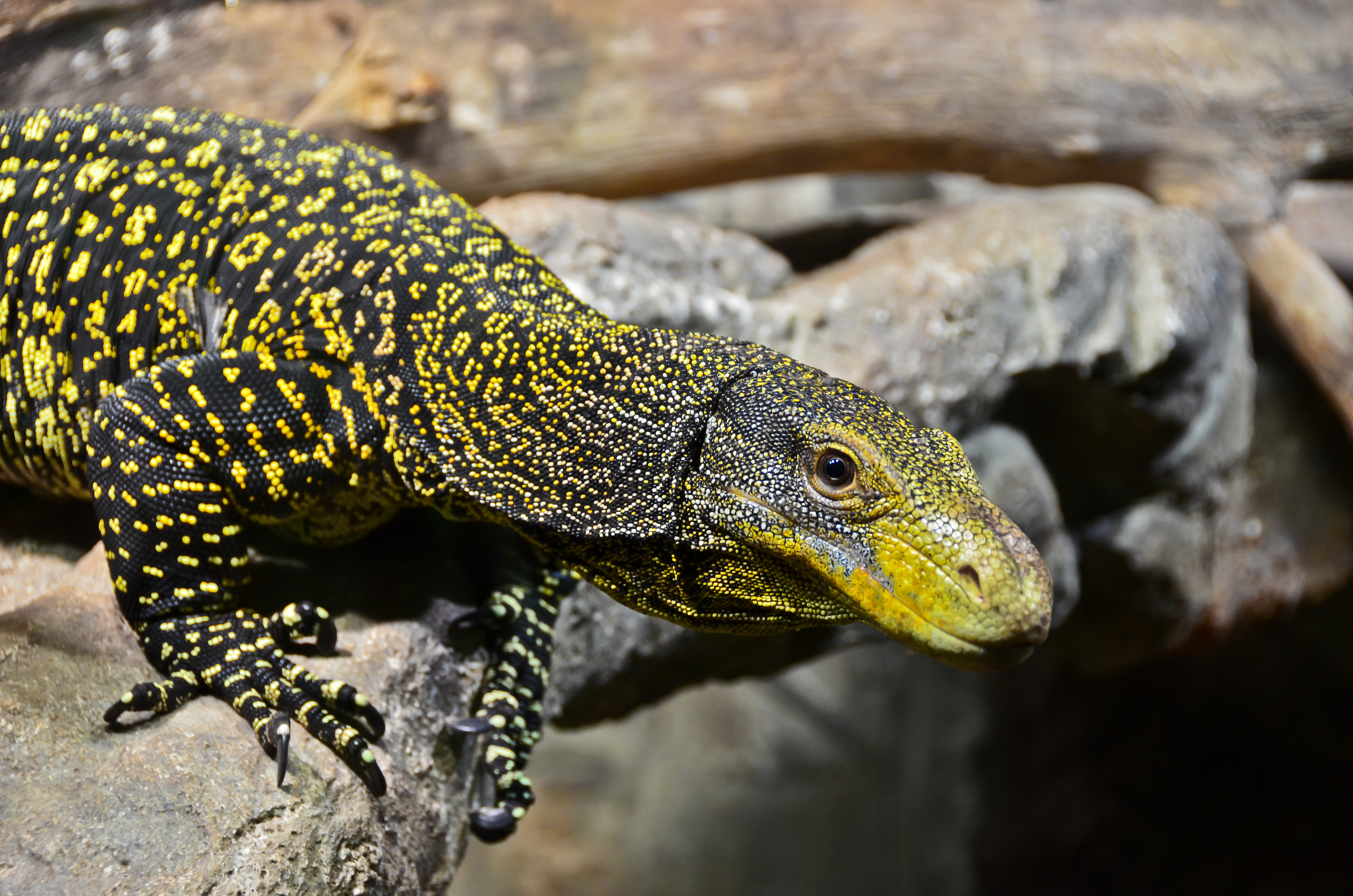 Crocodile Monitor 4K Ultra Hd Wallpaper | Background Image | 4928X3264