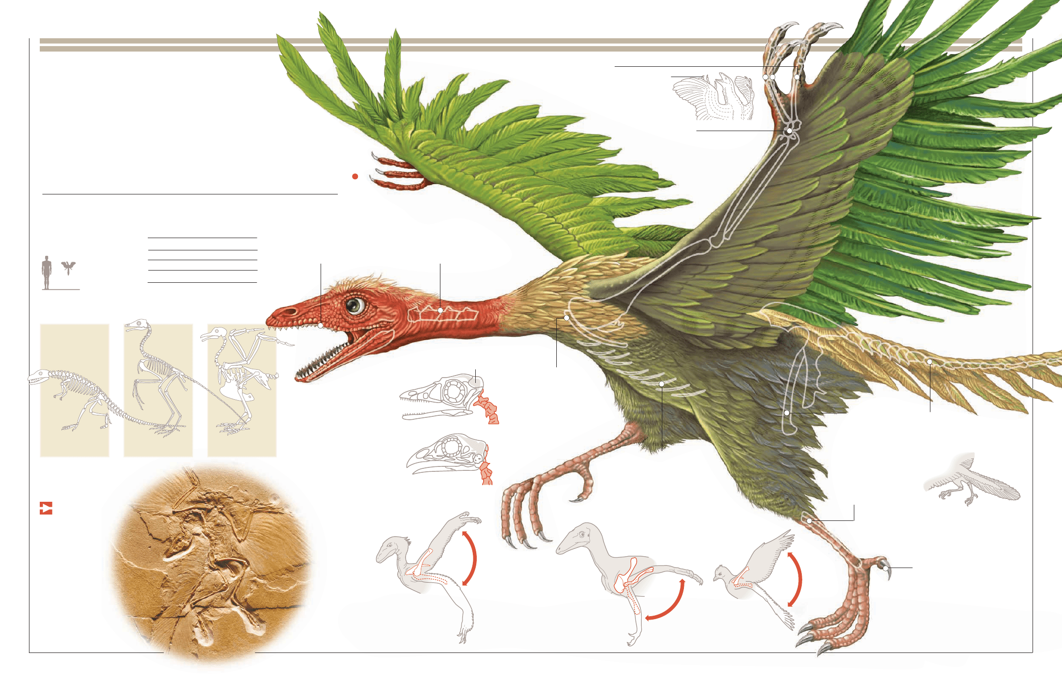 Archaeopteryx Full HD Wallpaper and Background Image 2163x1383 ID