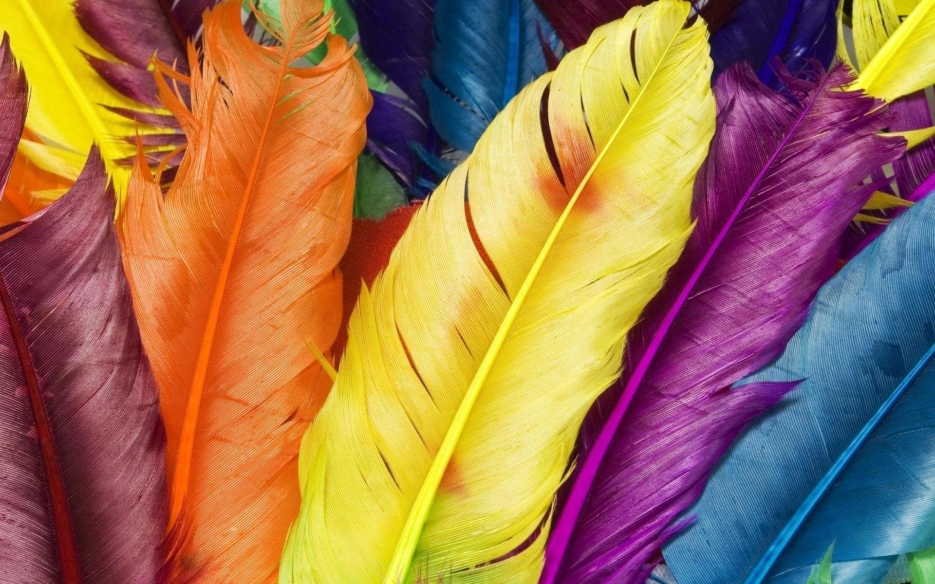 Pluma Full HD Fondo de Pantalla and Fondo de Escritorio