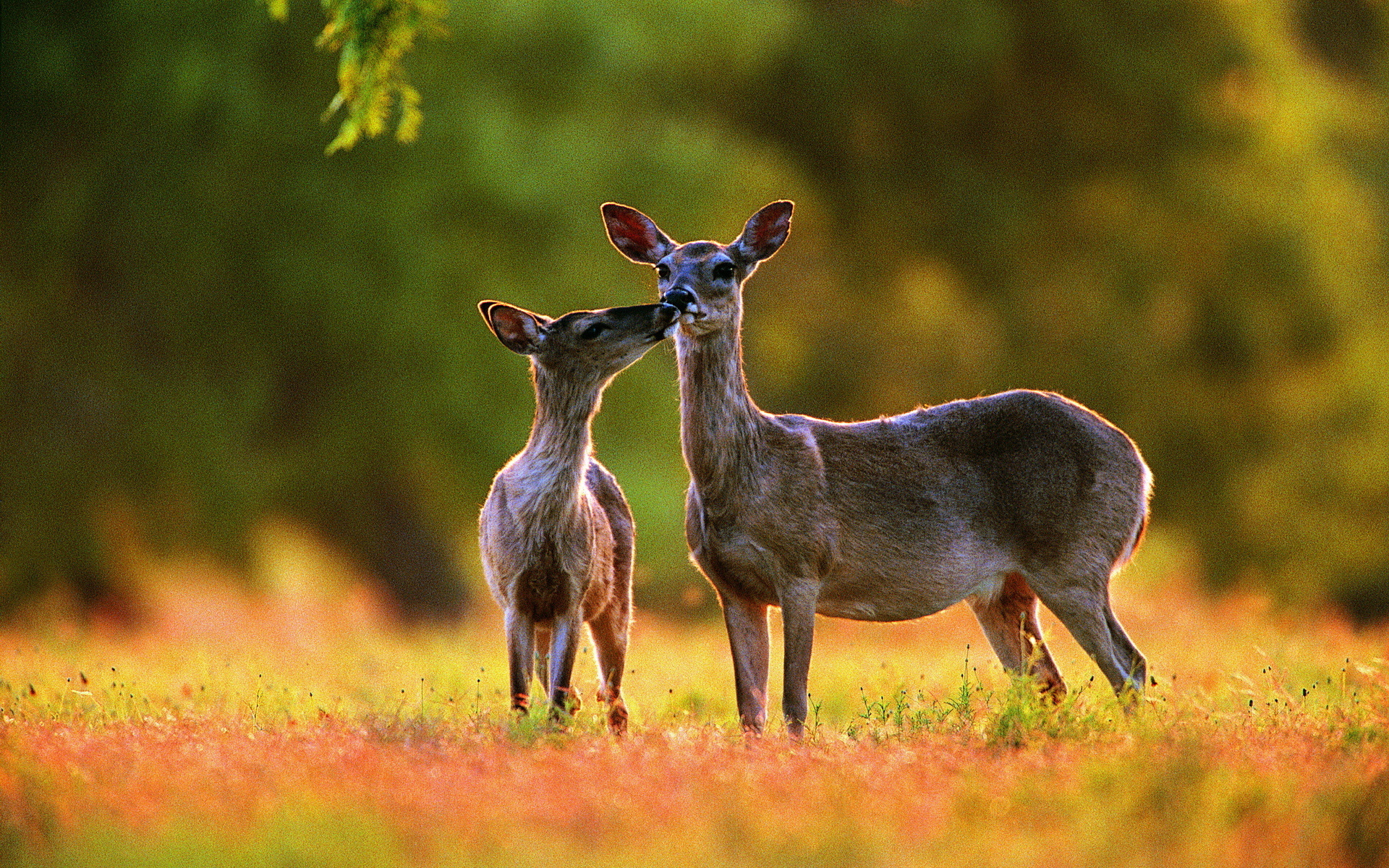 Deer HD Wallpaper Background Image 1920x1200 ID417780