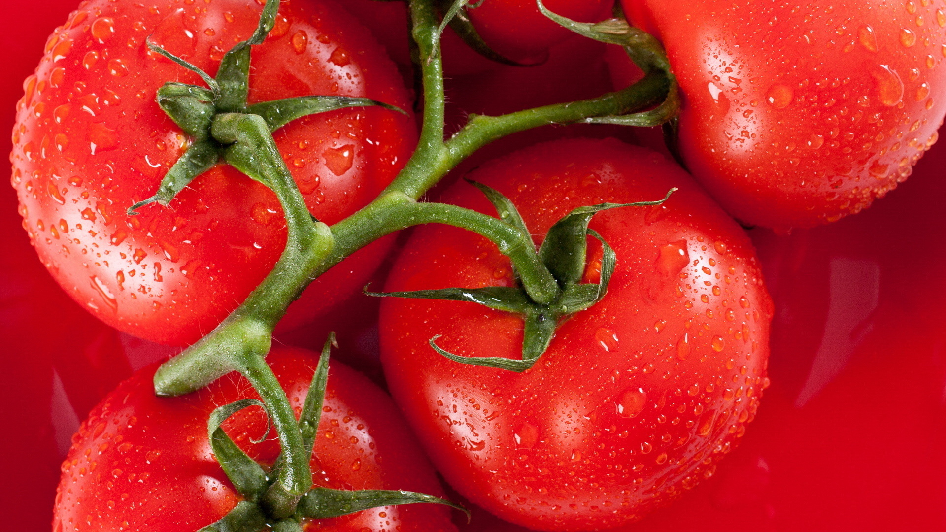 Vibrant Tomato HD Wallpaper Freshness Captured