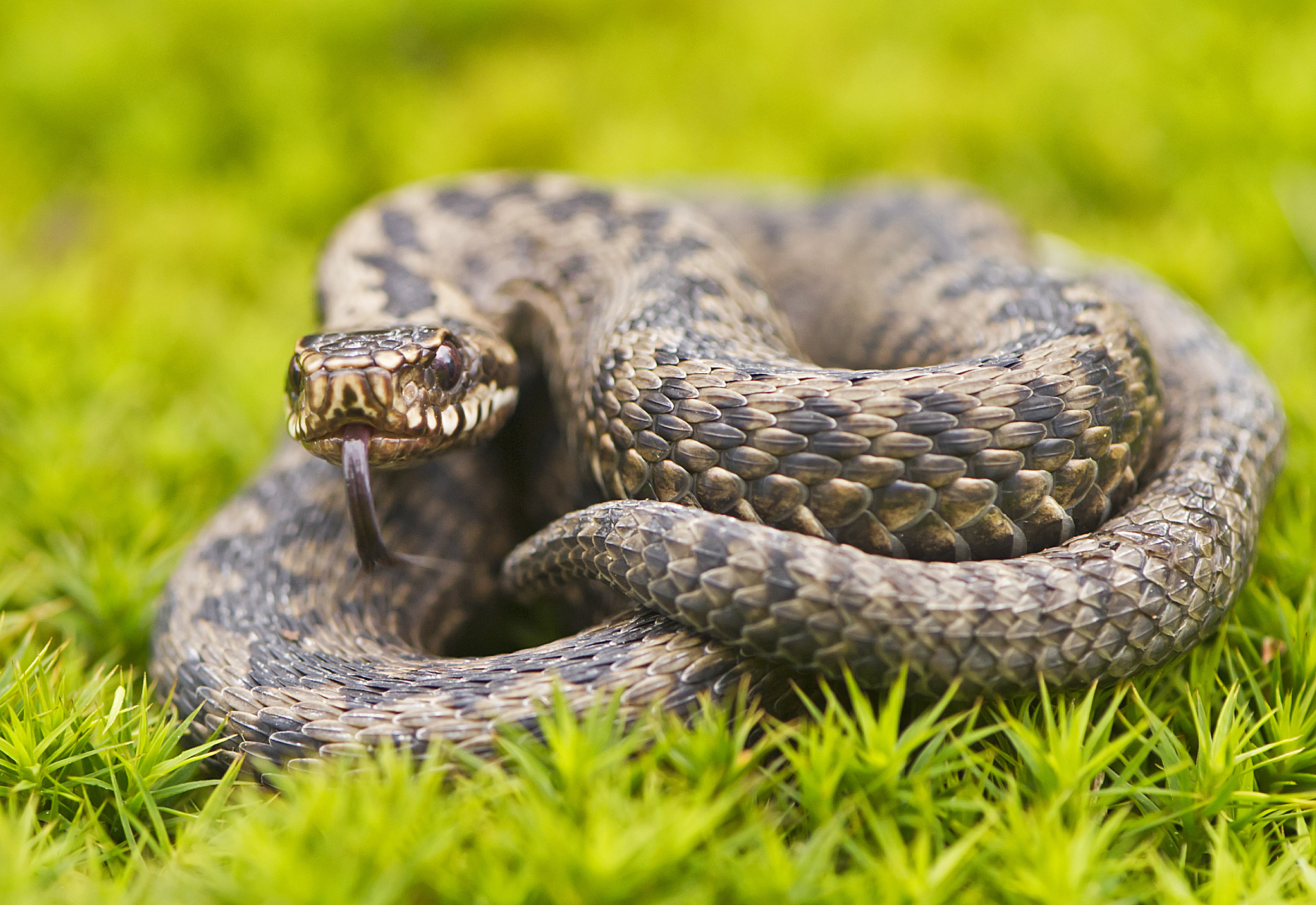 Stunning HD Wallpaper of a Serene Snake in Nature
