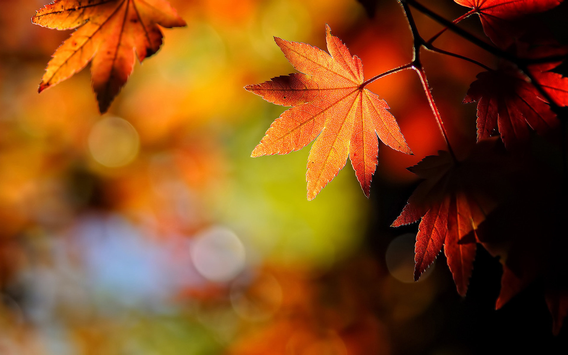 Download Nature Leaf HD Wallpaper