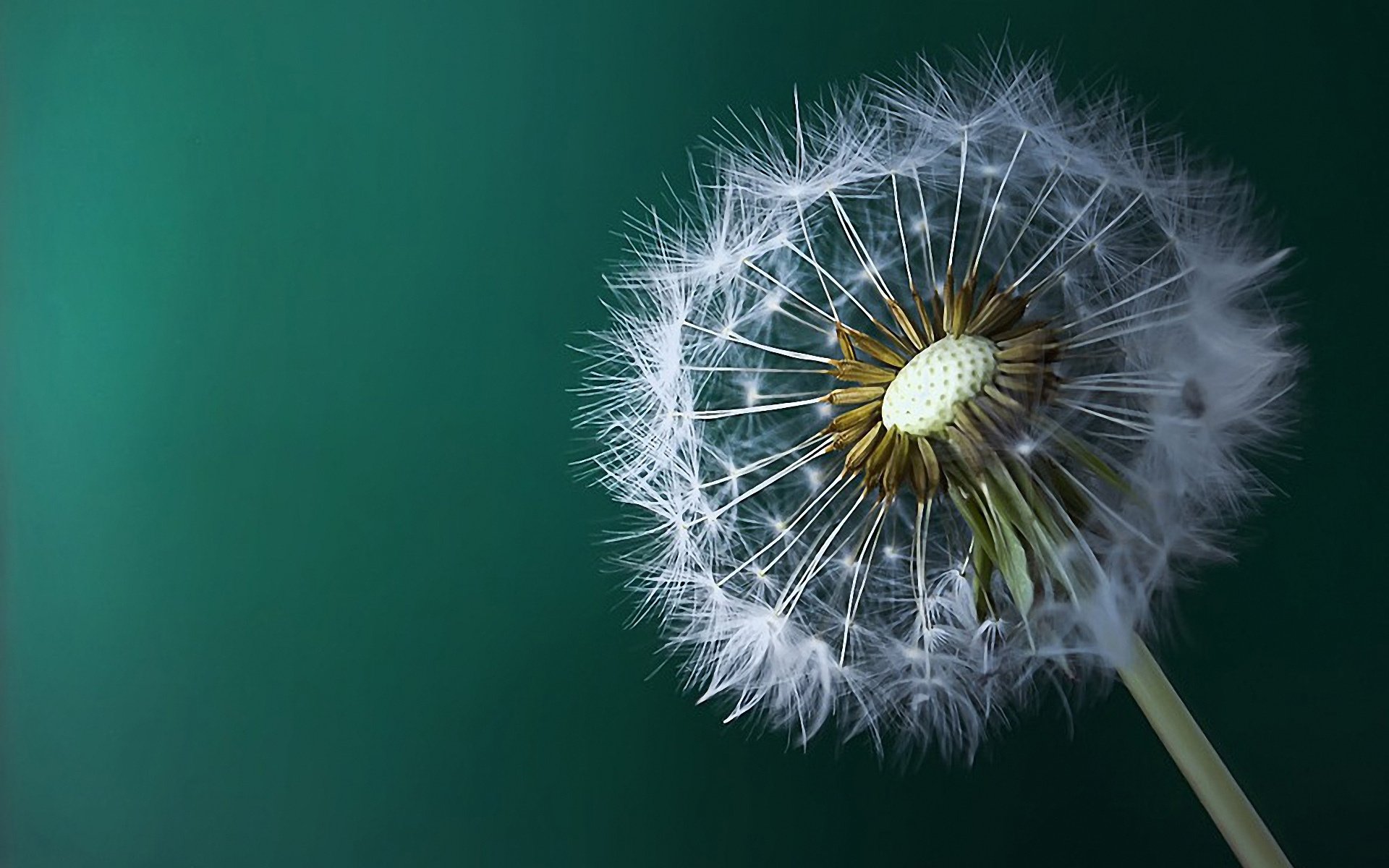 Diente De León Fondo de pantalla HD Fondo de Escritorio 1920x1200 ID424029 Wallpaper Abyss