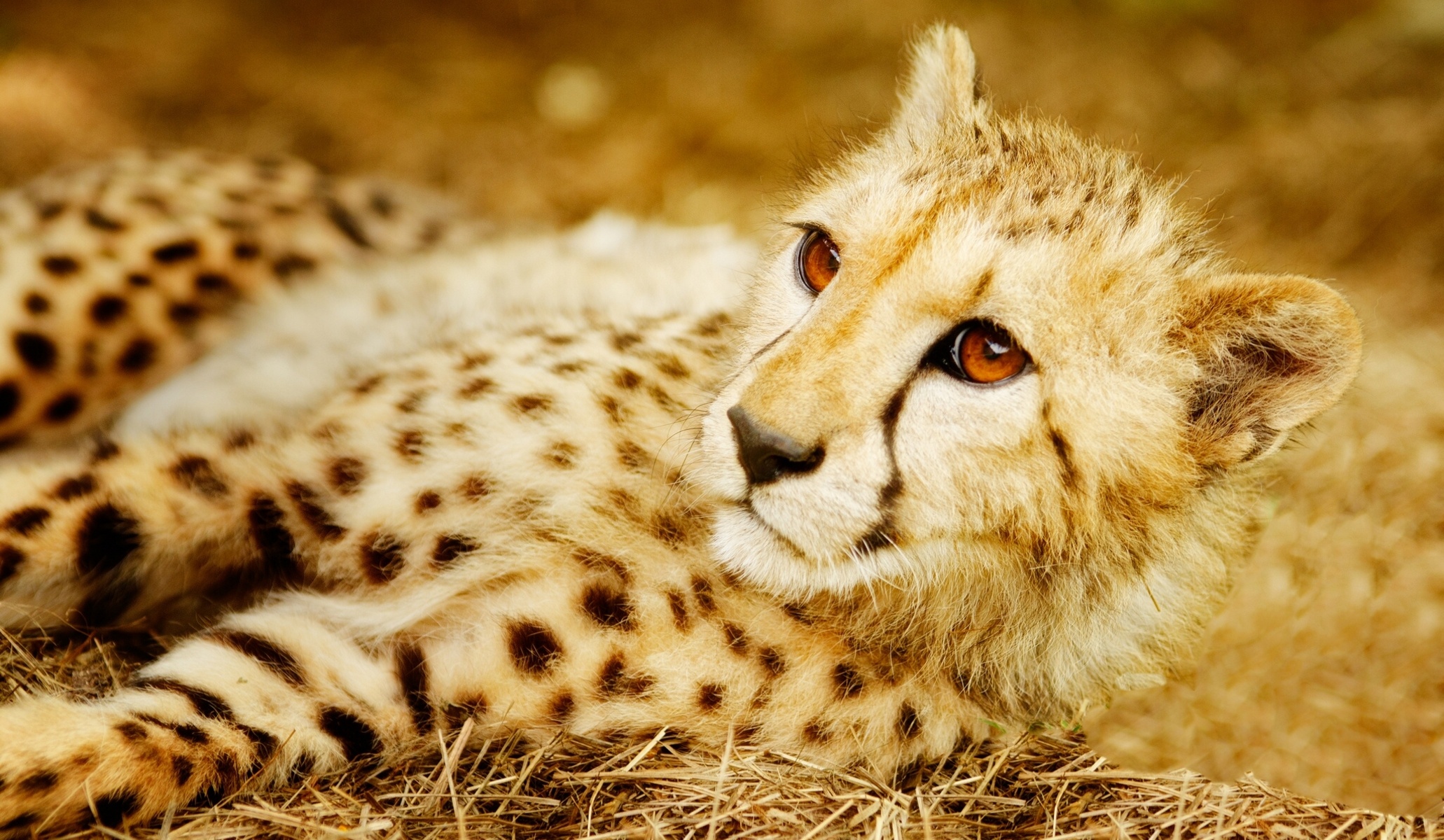 Cheetah Full HD Wallpaper and Background Image 2062x1200 ID425428
