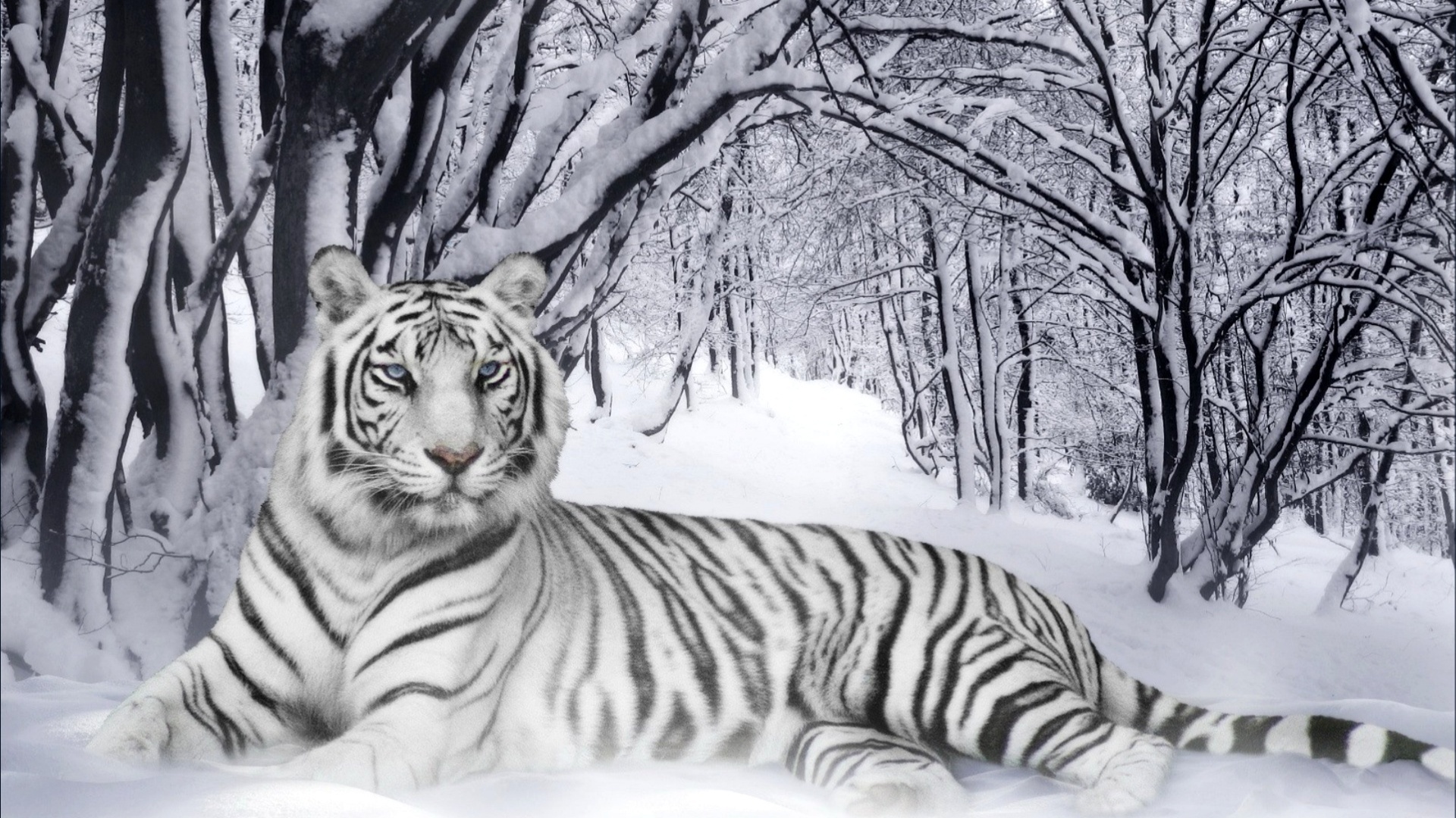 White Tiger Computer Wallpapers, Desktop Backgrounds 1920x1080 ID