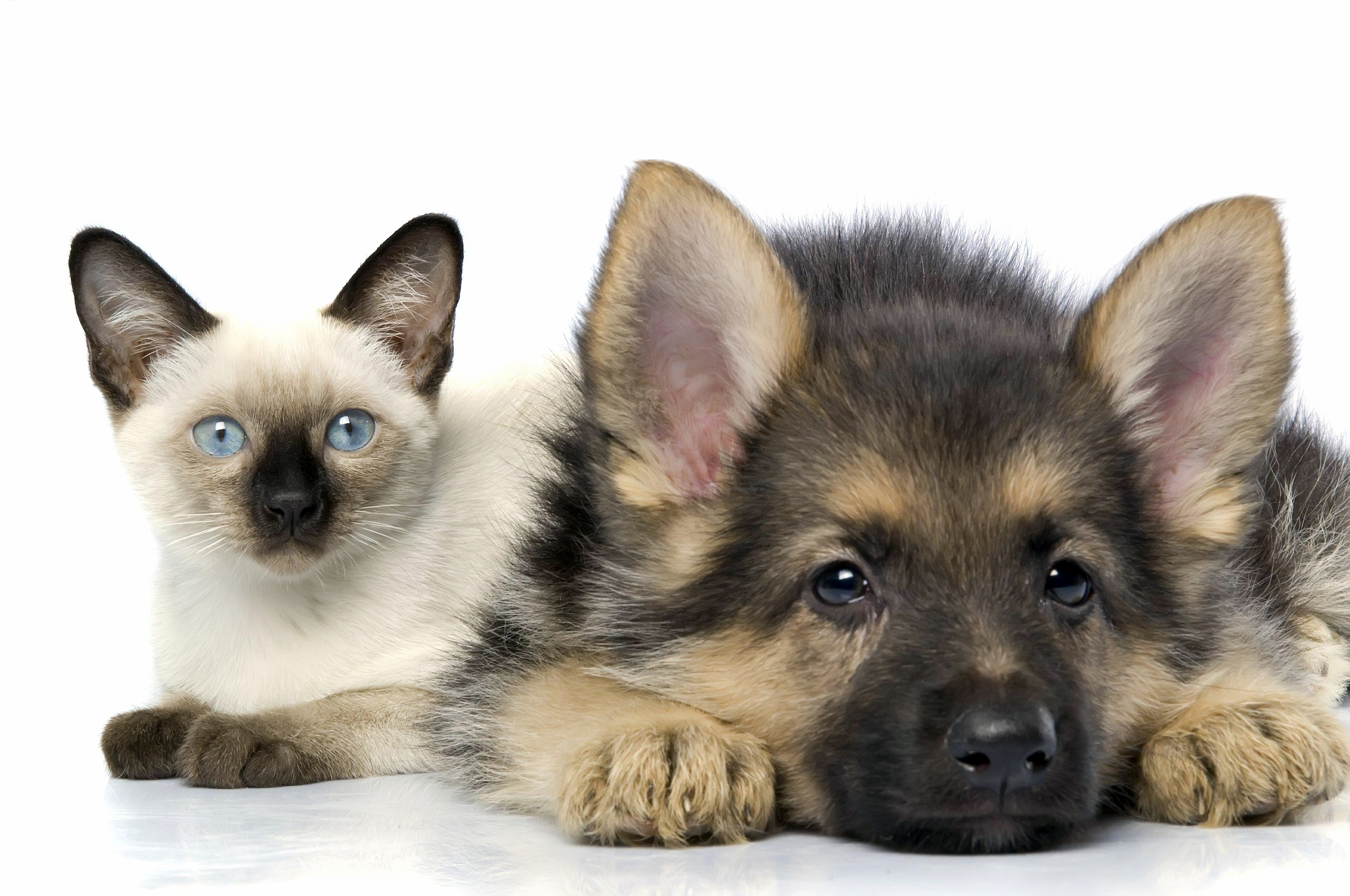 Download Animal Cat & Dog HD Wallpaper