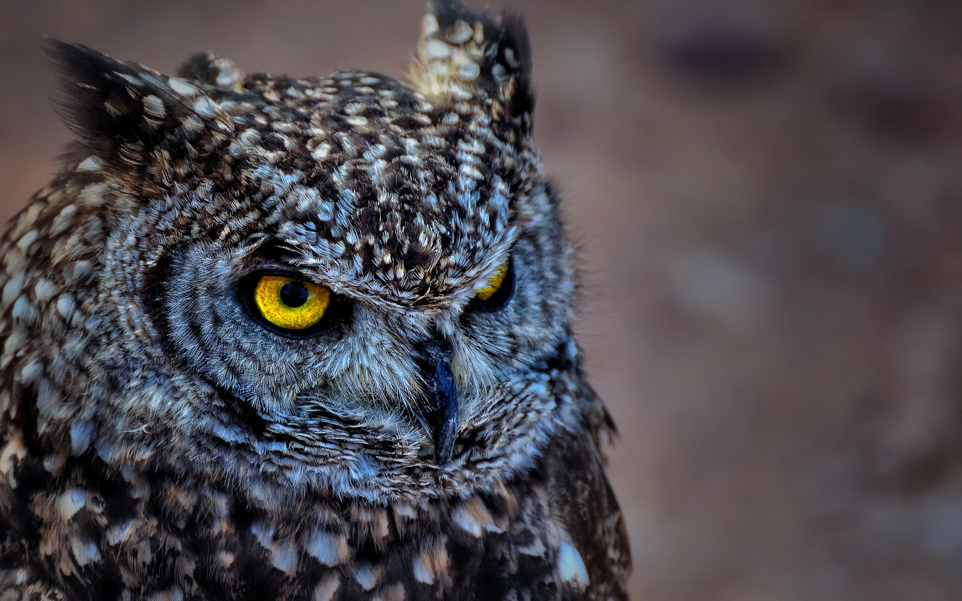 Owl HD Wallpaper Background Image 1920x1200 ID432749 Wallpaper