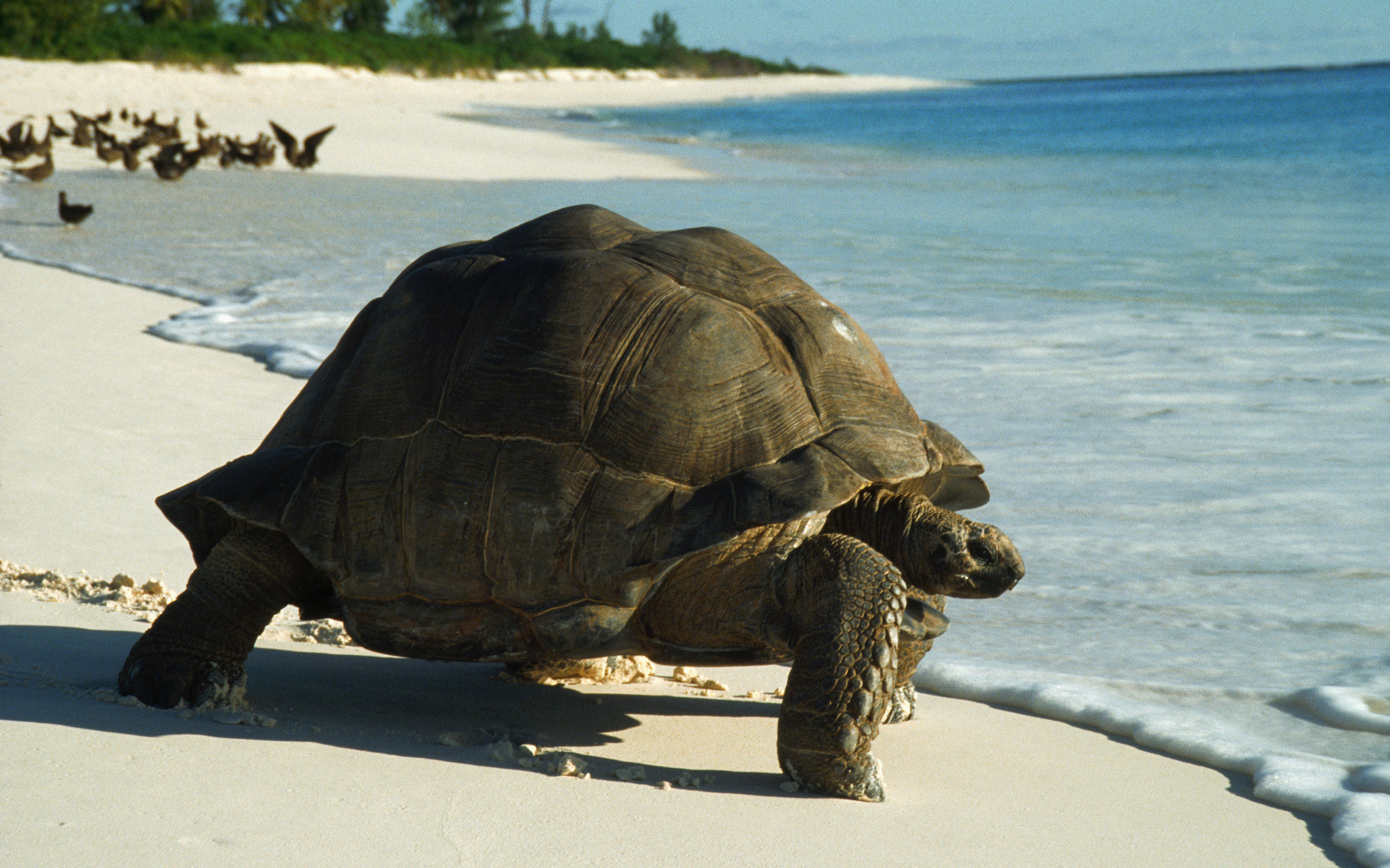 Animaux Tortue Fond d'écran