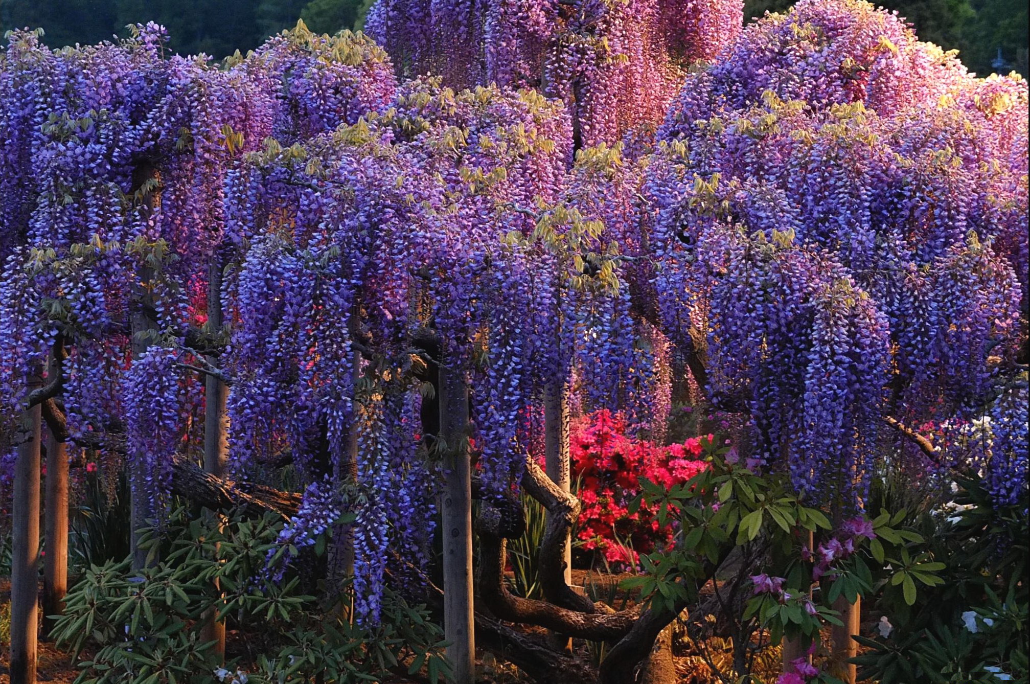 Download Blue Flower Nature Wisteria HD Wallpaper