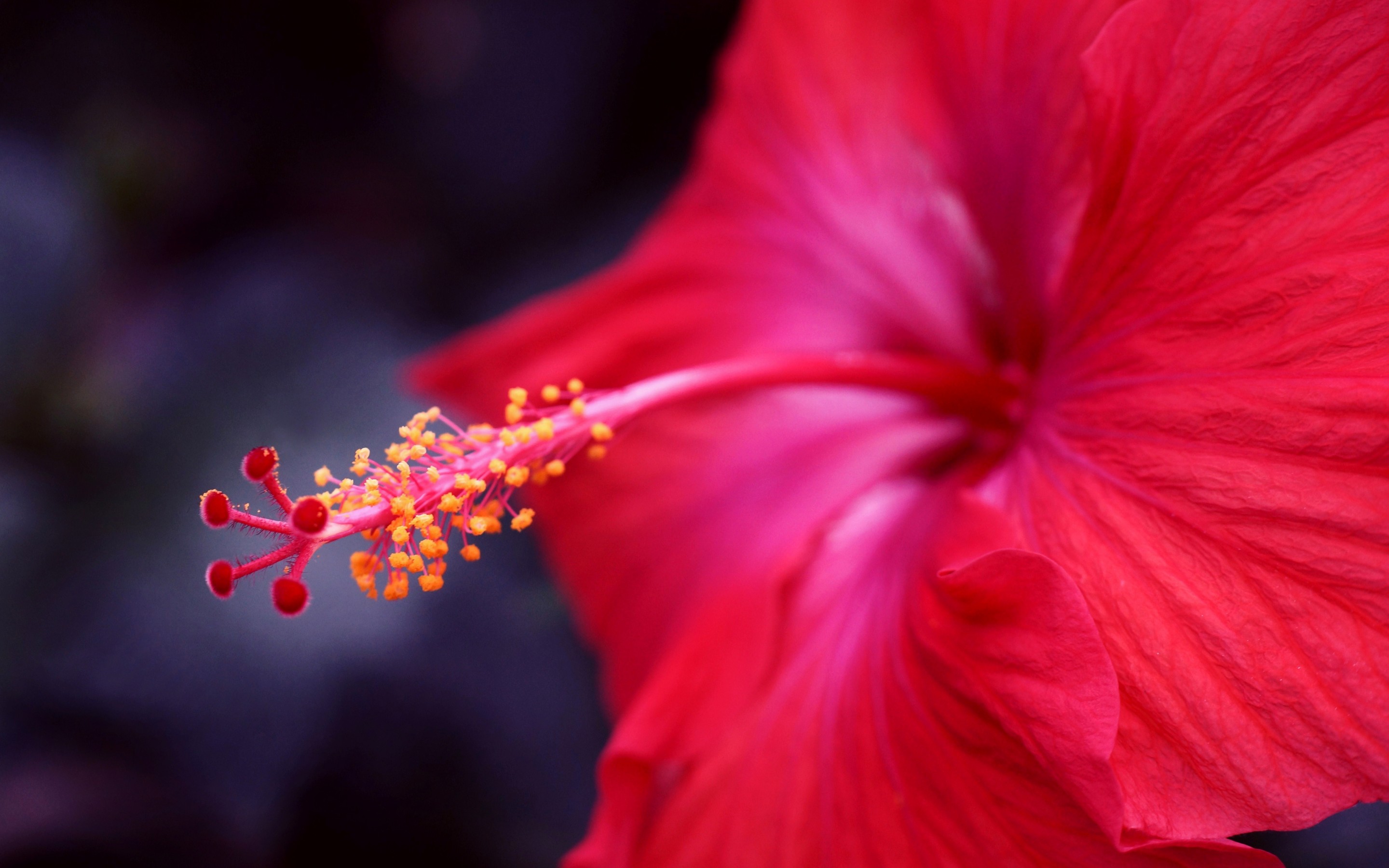 Hibiscus HD Wallpaper