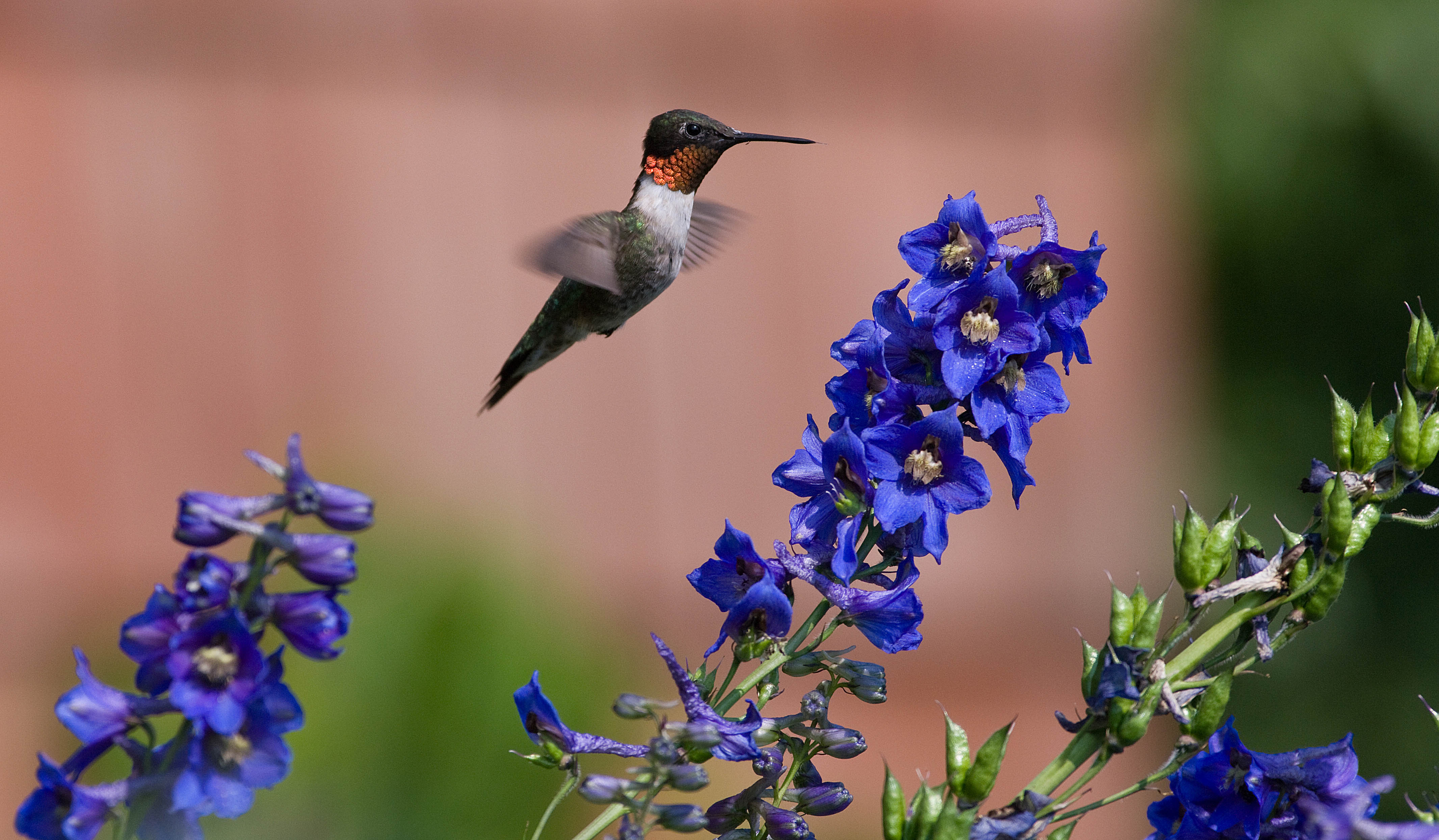 Download Bird Animal Hummingbird 4k Ultra HD Wallpaper