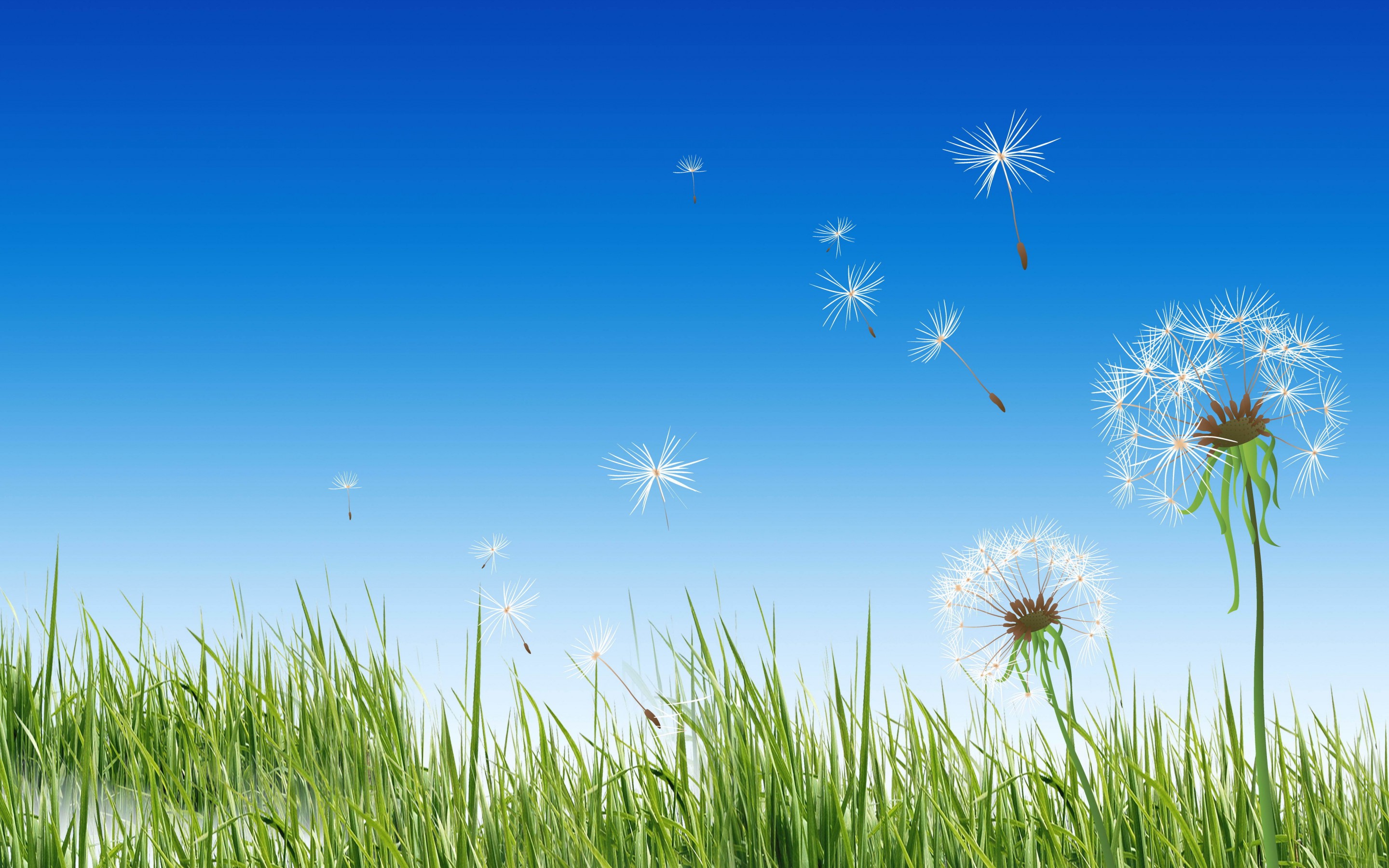 Dandelion HD Wallpaper Background Image 2880x1800
