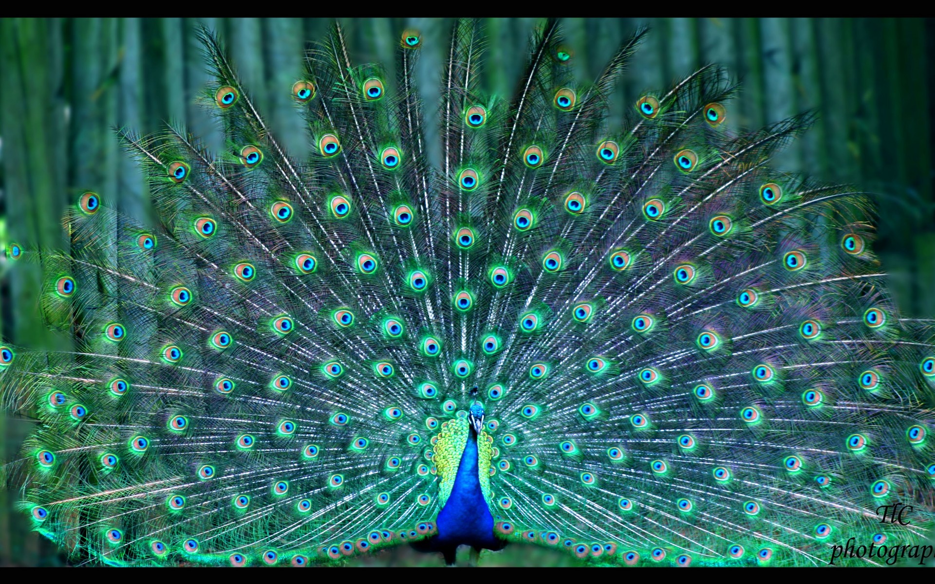 Download Bird Animal Peacock HD Wallpaper