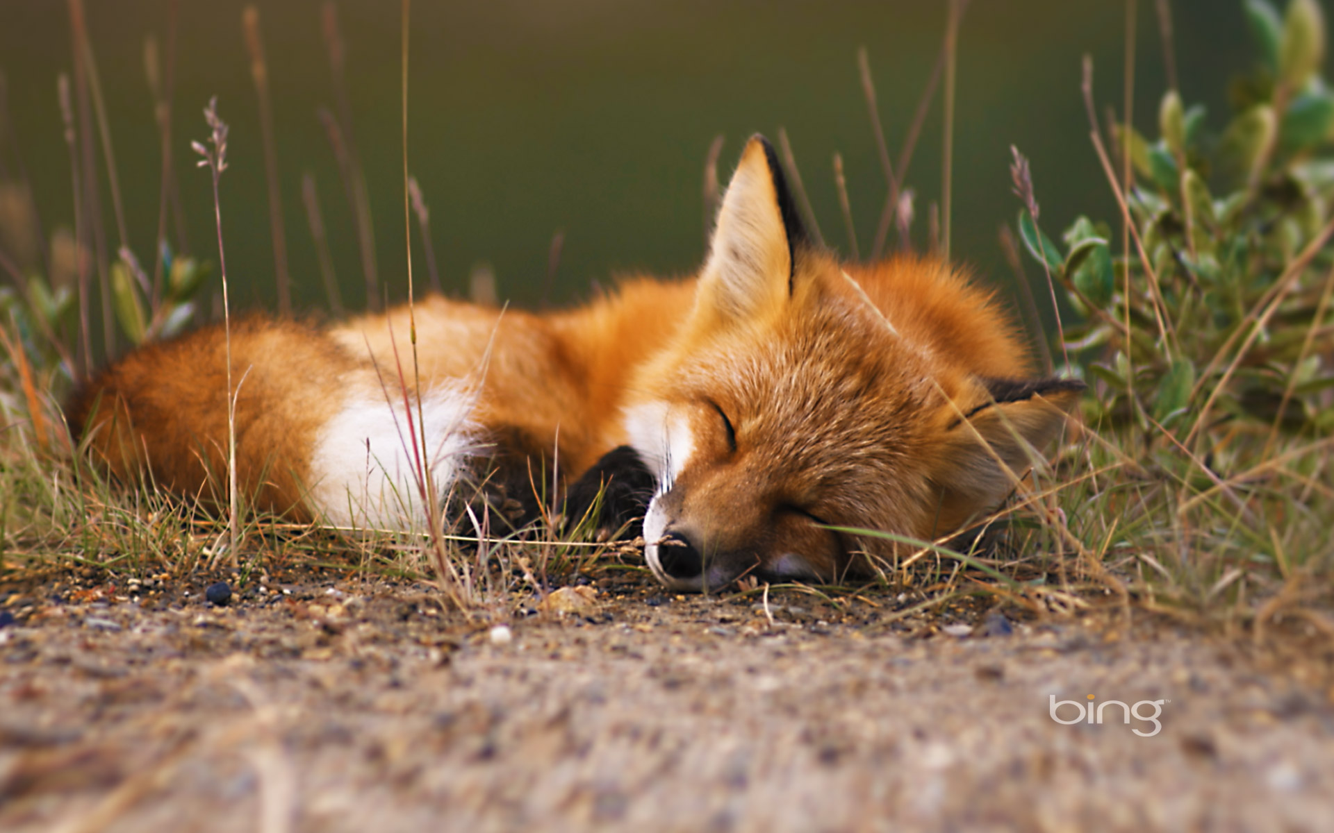 Download Animal Fox HD Wallpaper