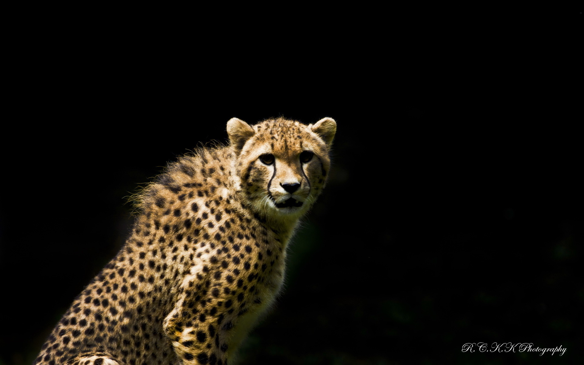 Animal Cheetah HD Wallpaper