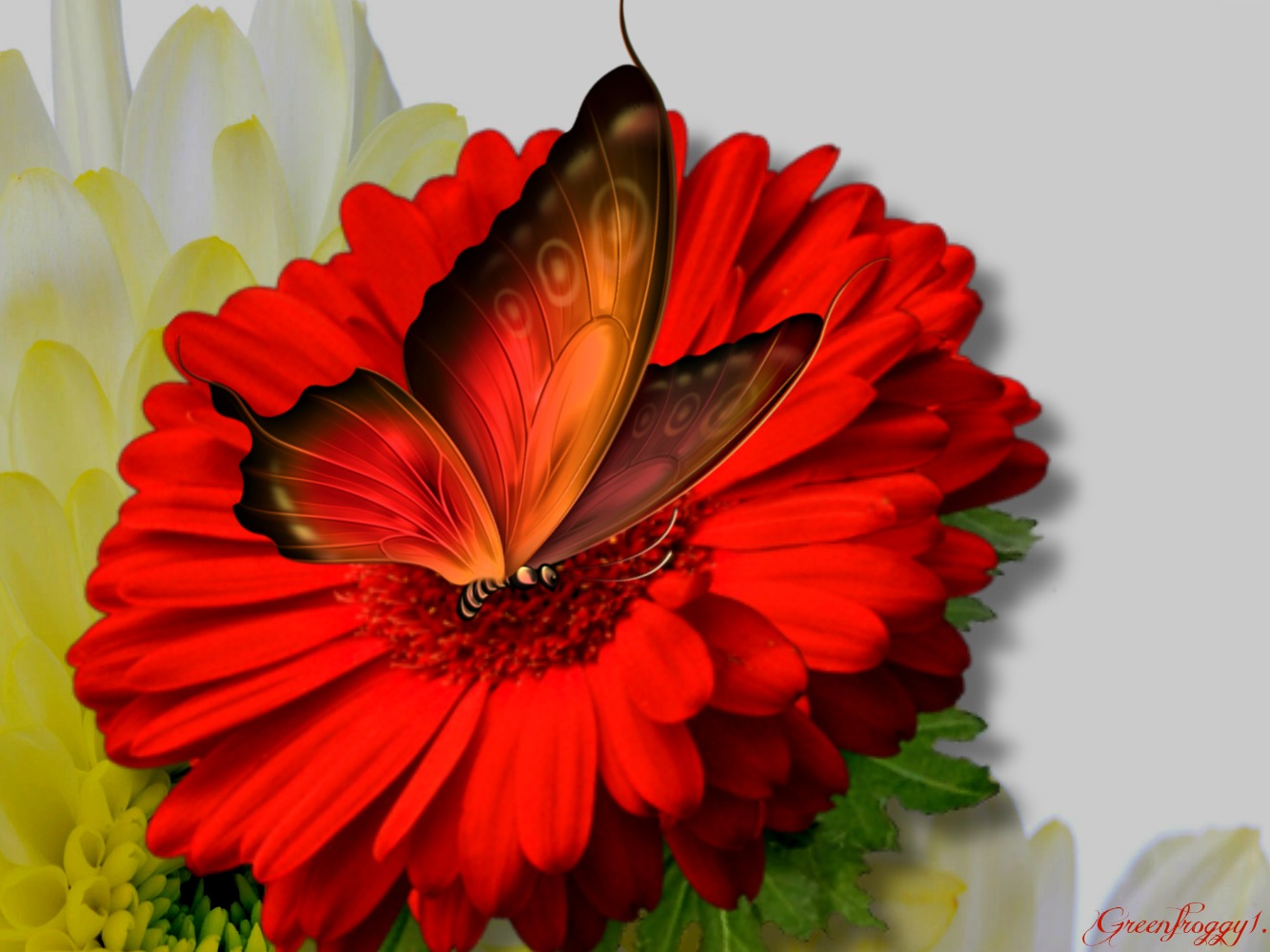 RED ROSE AND BUTTERFLY Wallpaper and Background Image 1333x1000 ID