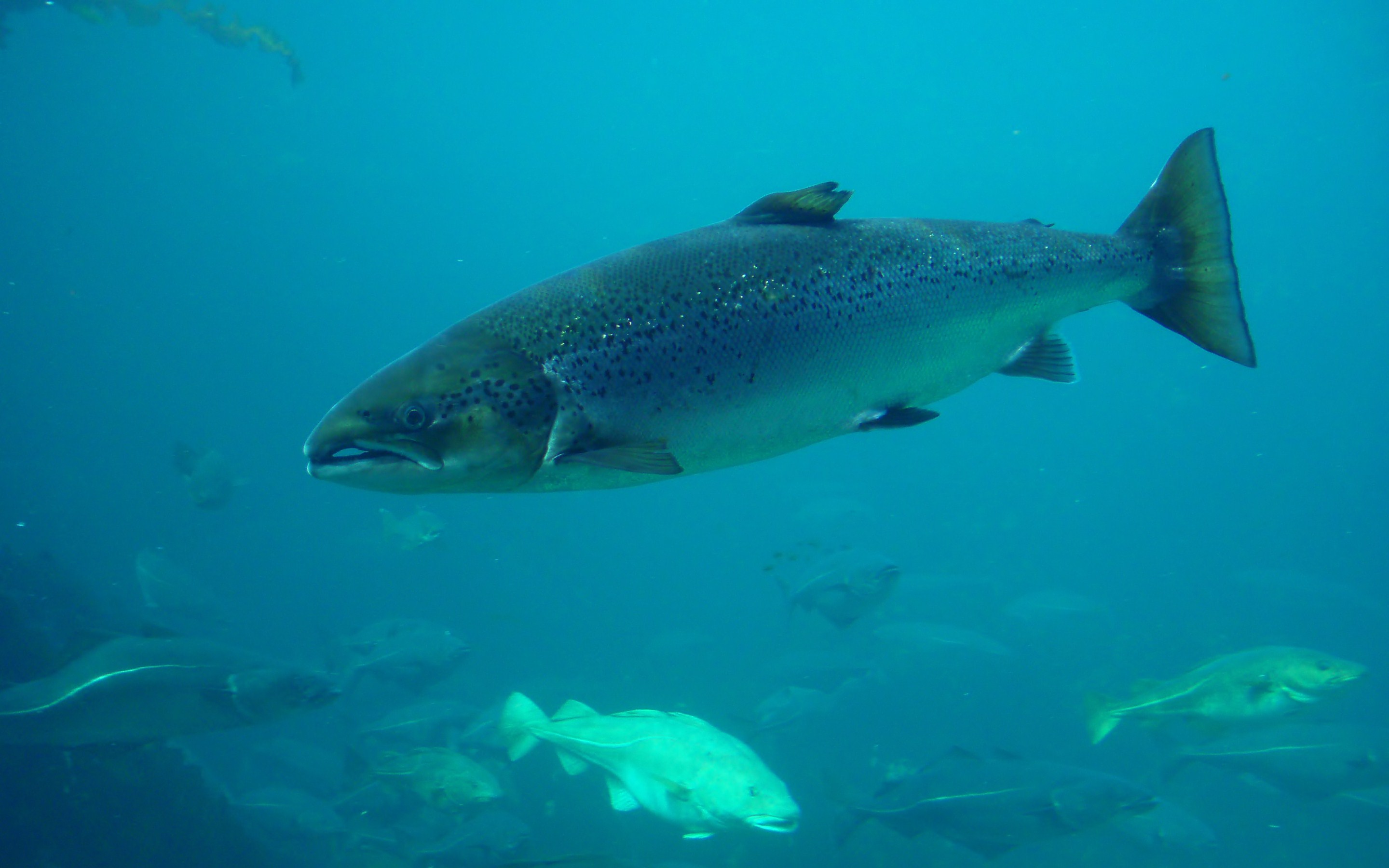 Atlantic Salmon Full HD Wallpaper and Background Image 2880x1800 ID472334
